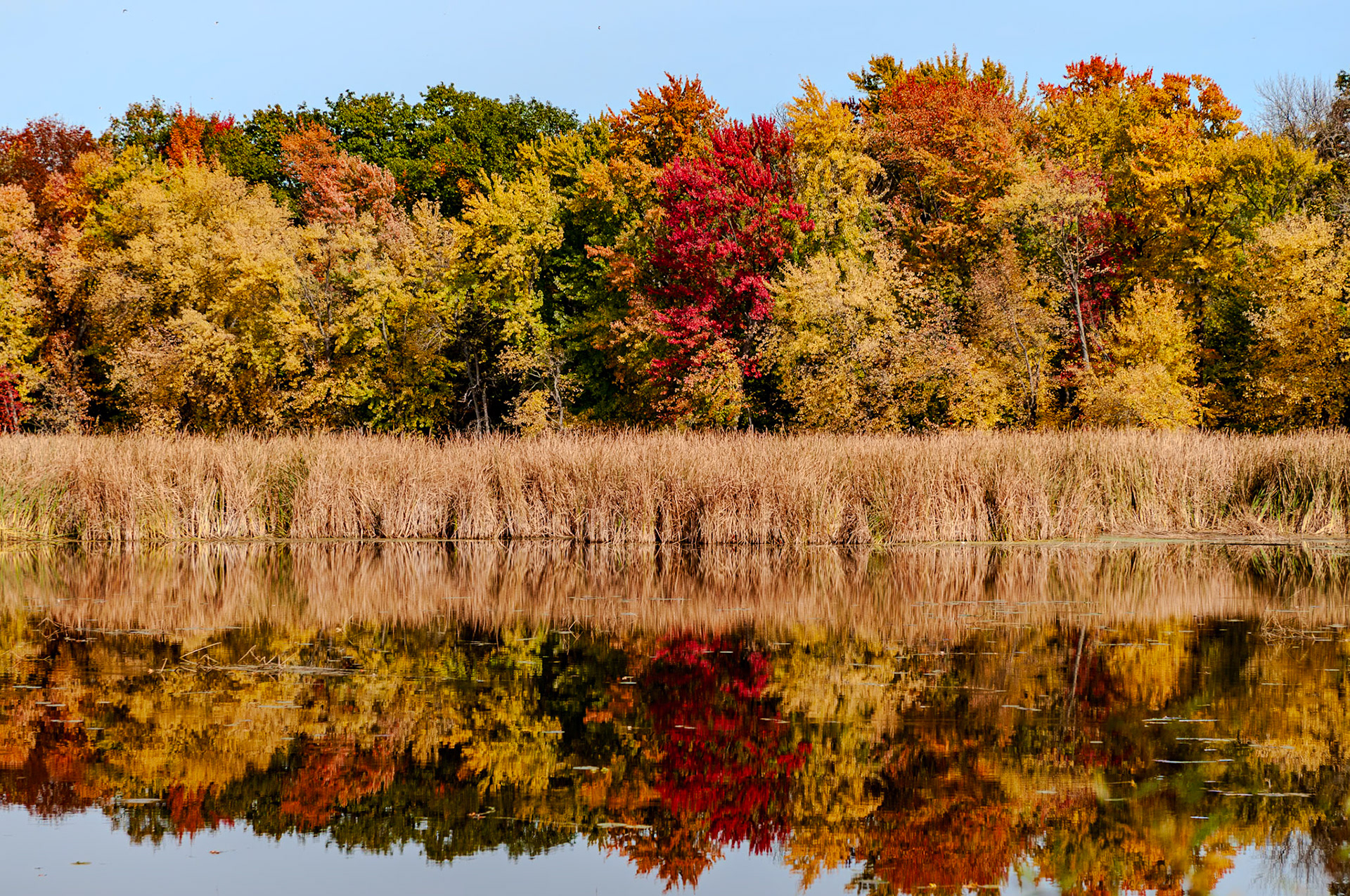 93 mm f/4.0 at 1/1500 sec 0 EV 200 ISO ©Steven Mermelstein. All rights reserved. #20081012133936