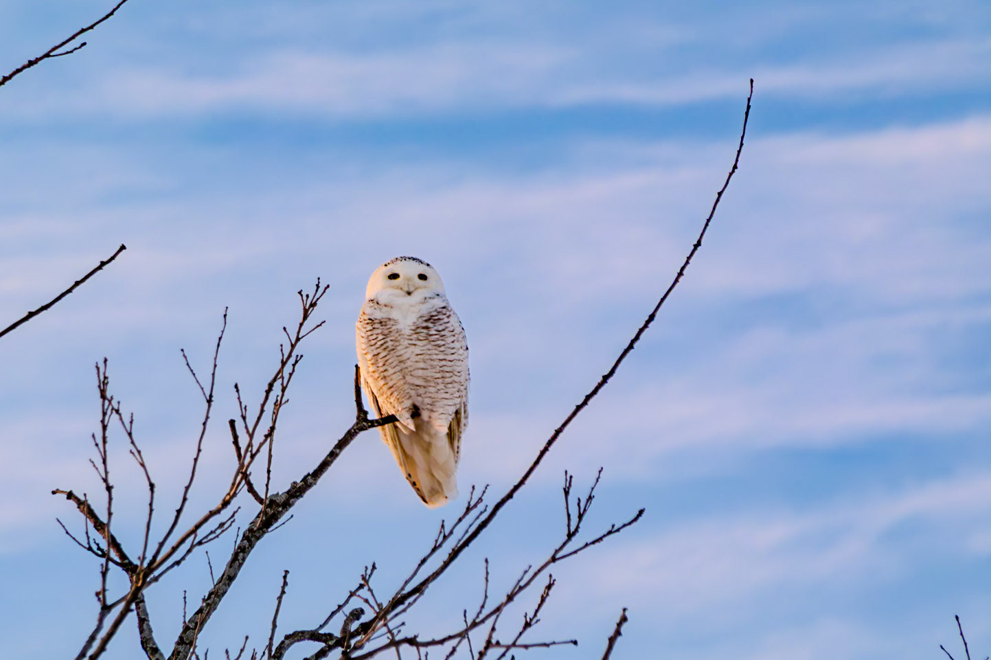 308 mm f/8.0 at 1/250 sec 0 EV 200 ISO ©Steven Mermelstein. All rights reserved. #20140209044145