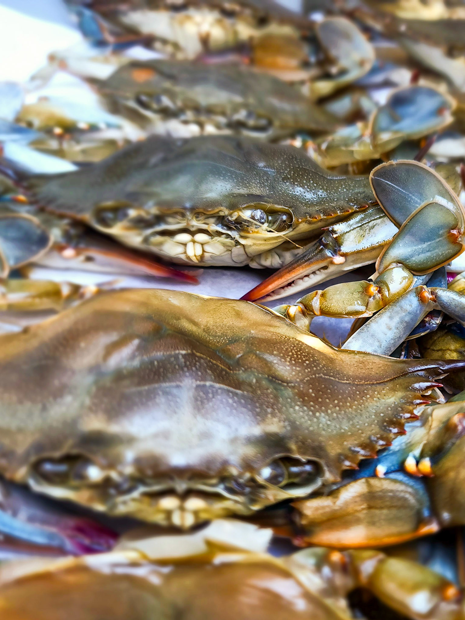 soft shell crab