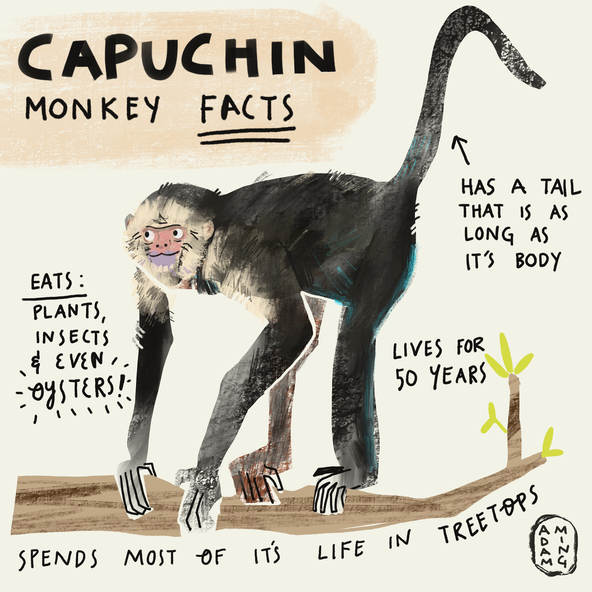 Capuchin Illustration