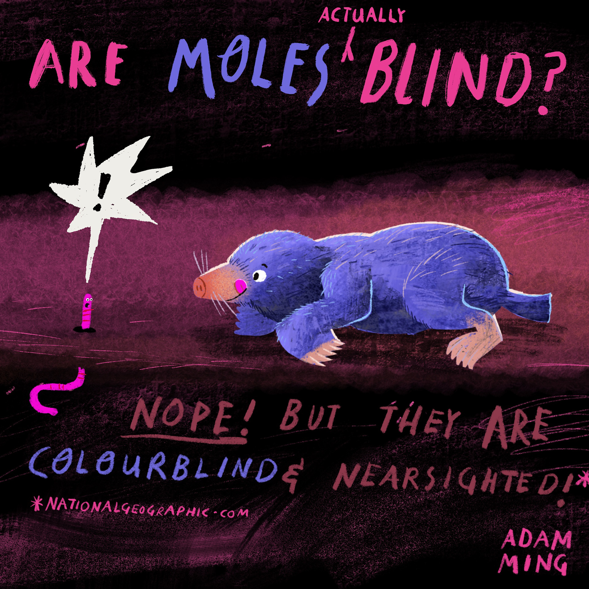 Mole