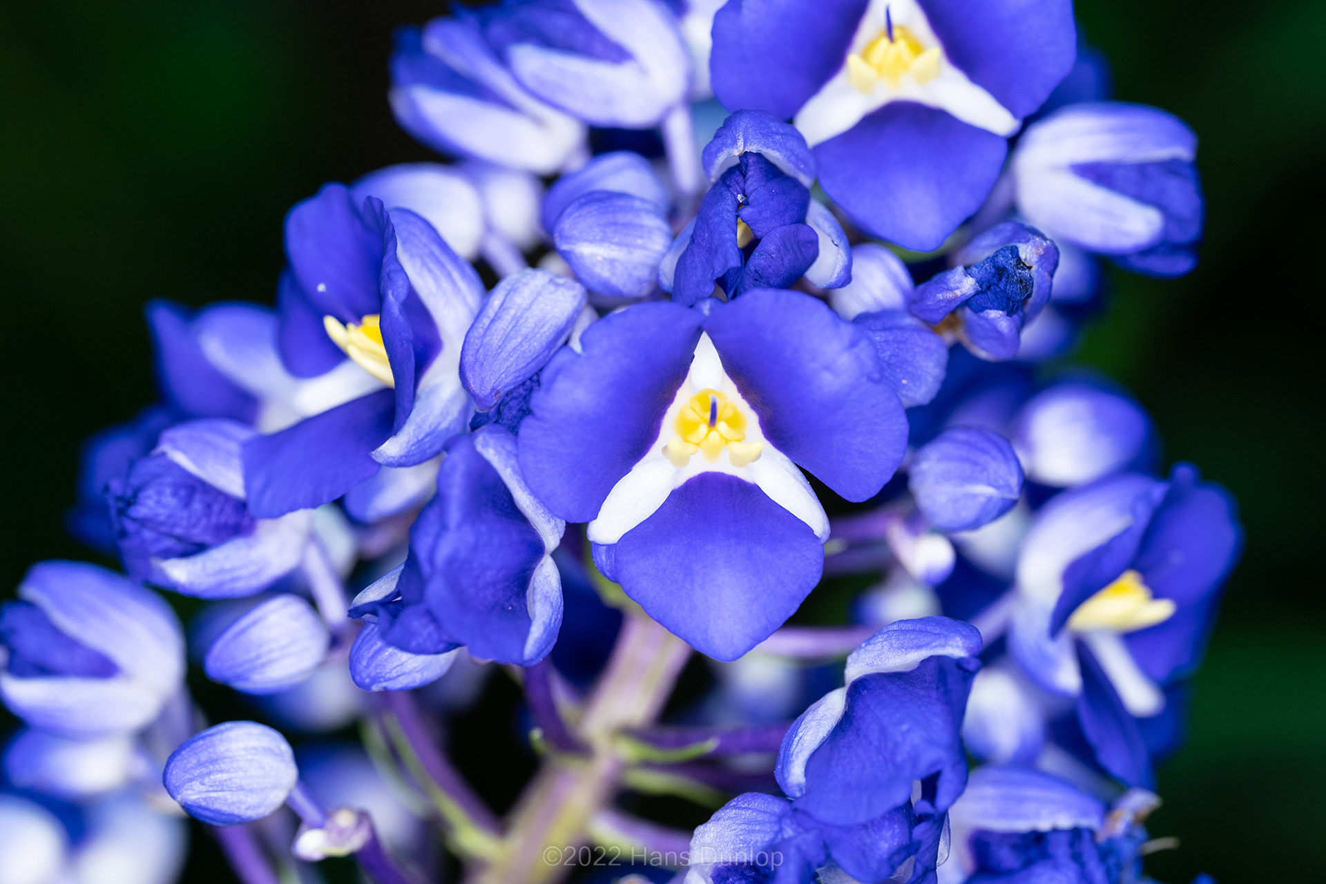 Dichorisandra thyrsiflora