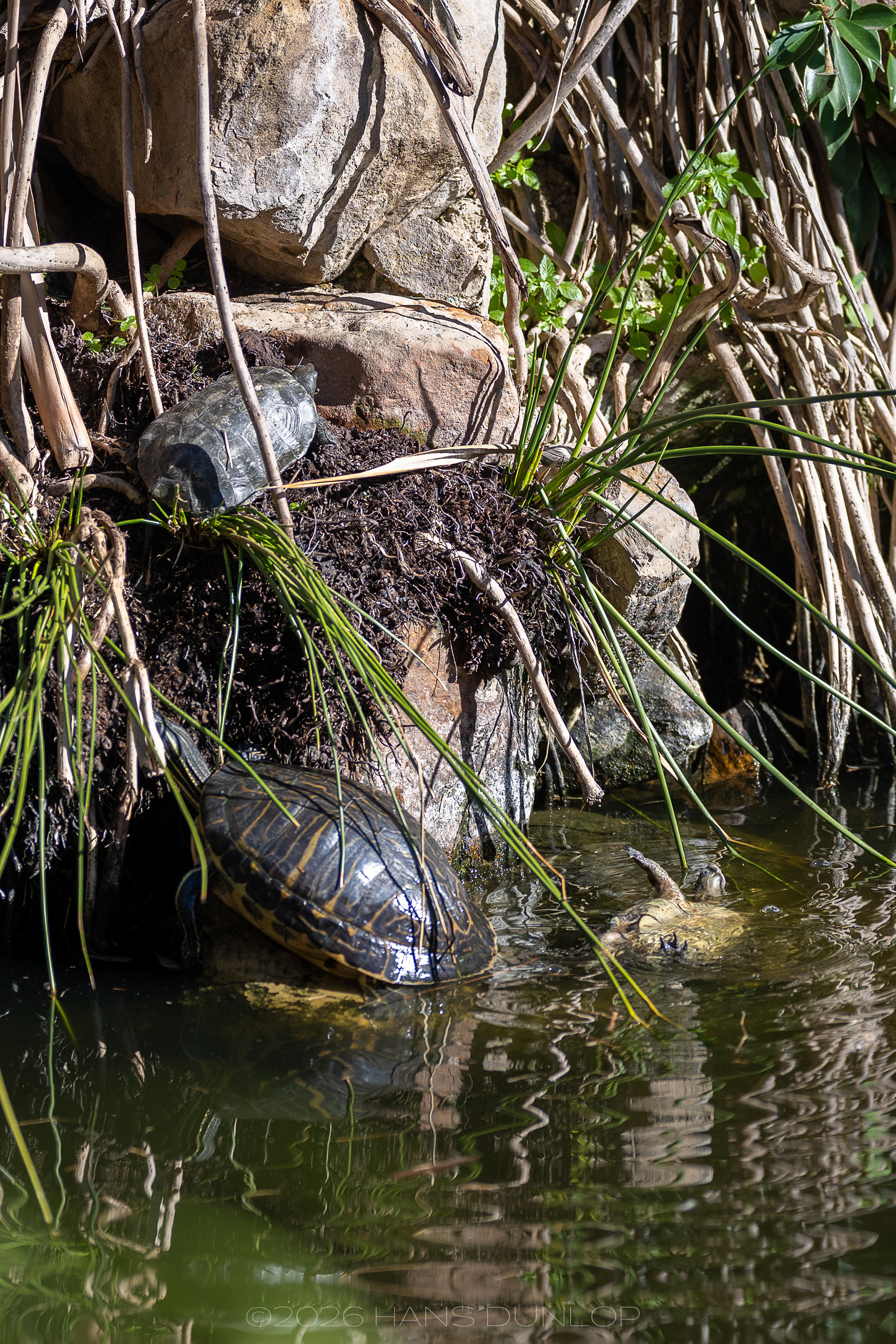 La Parque Paloma, een rugzwemmende schildpad
