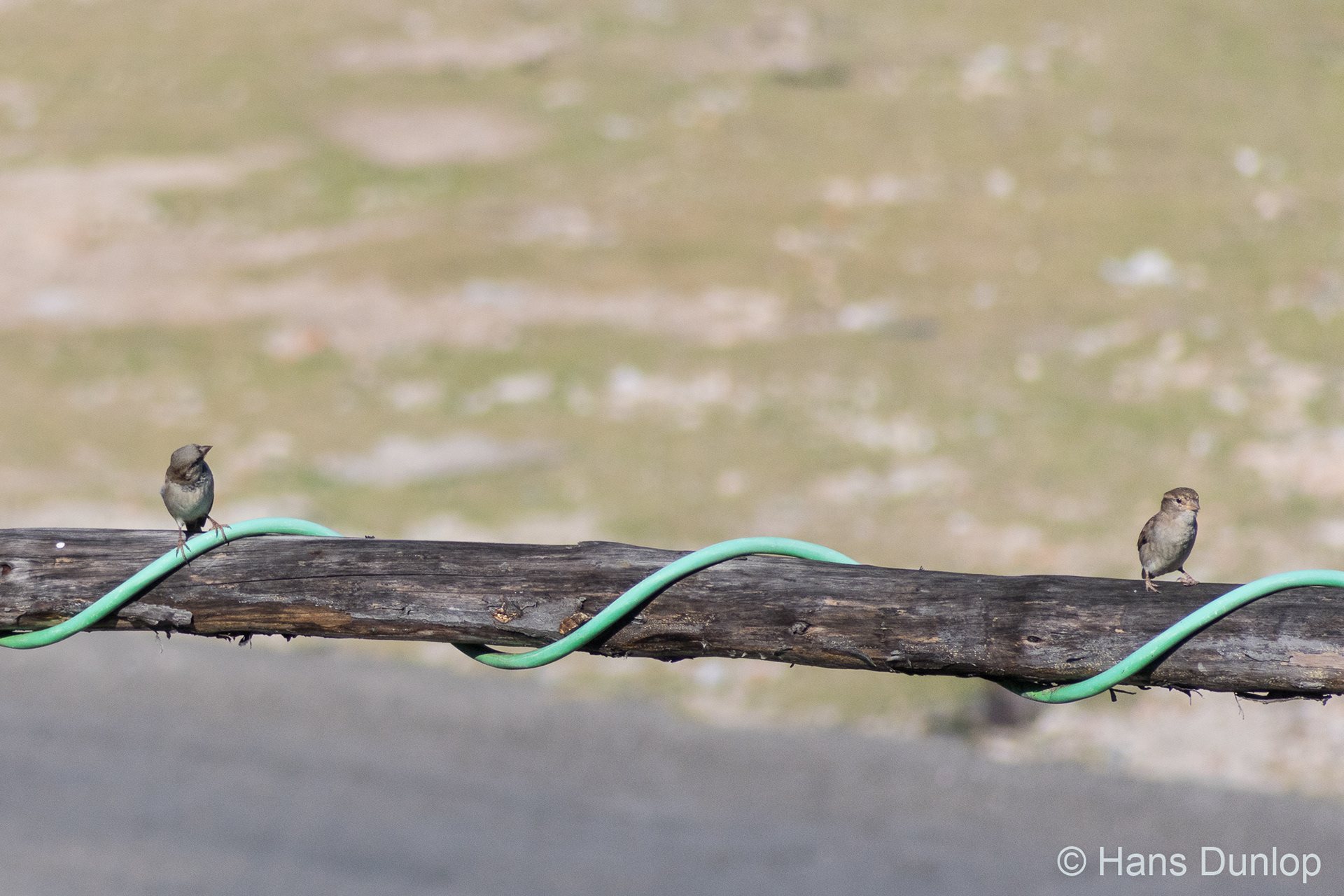 There are even sparrows