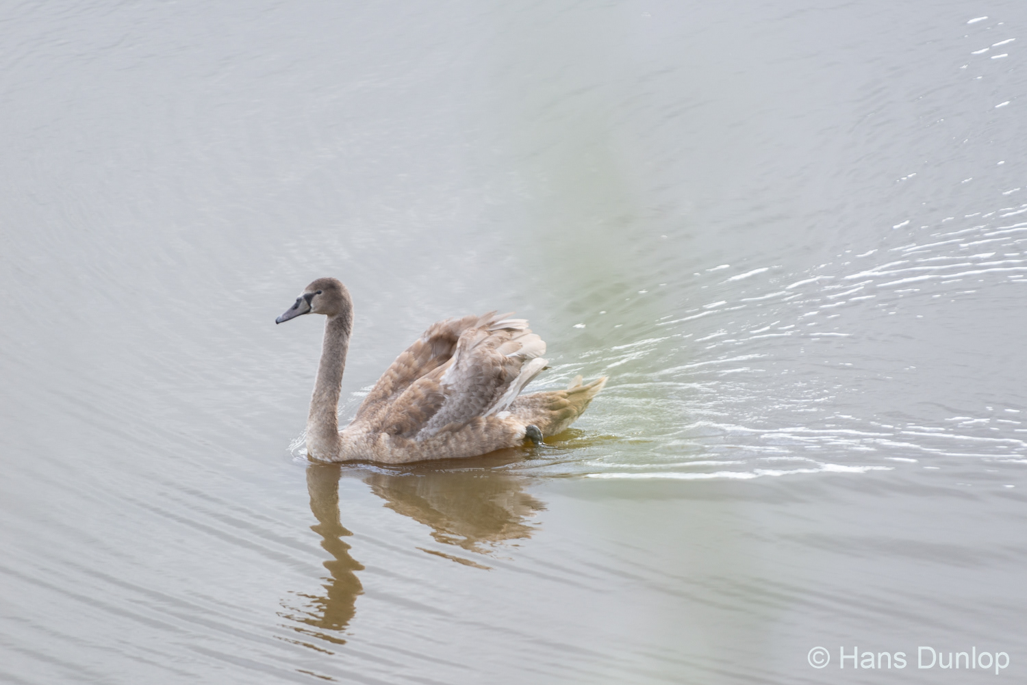 Ackerdijkse Plassen