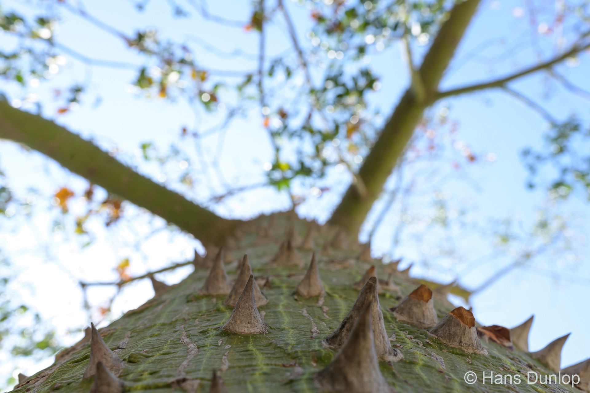 Parque Paloma, Benalmadena