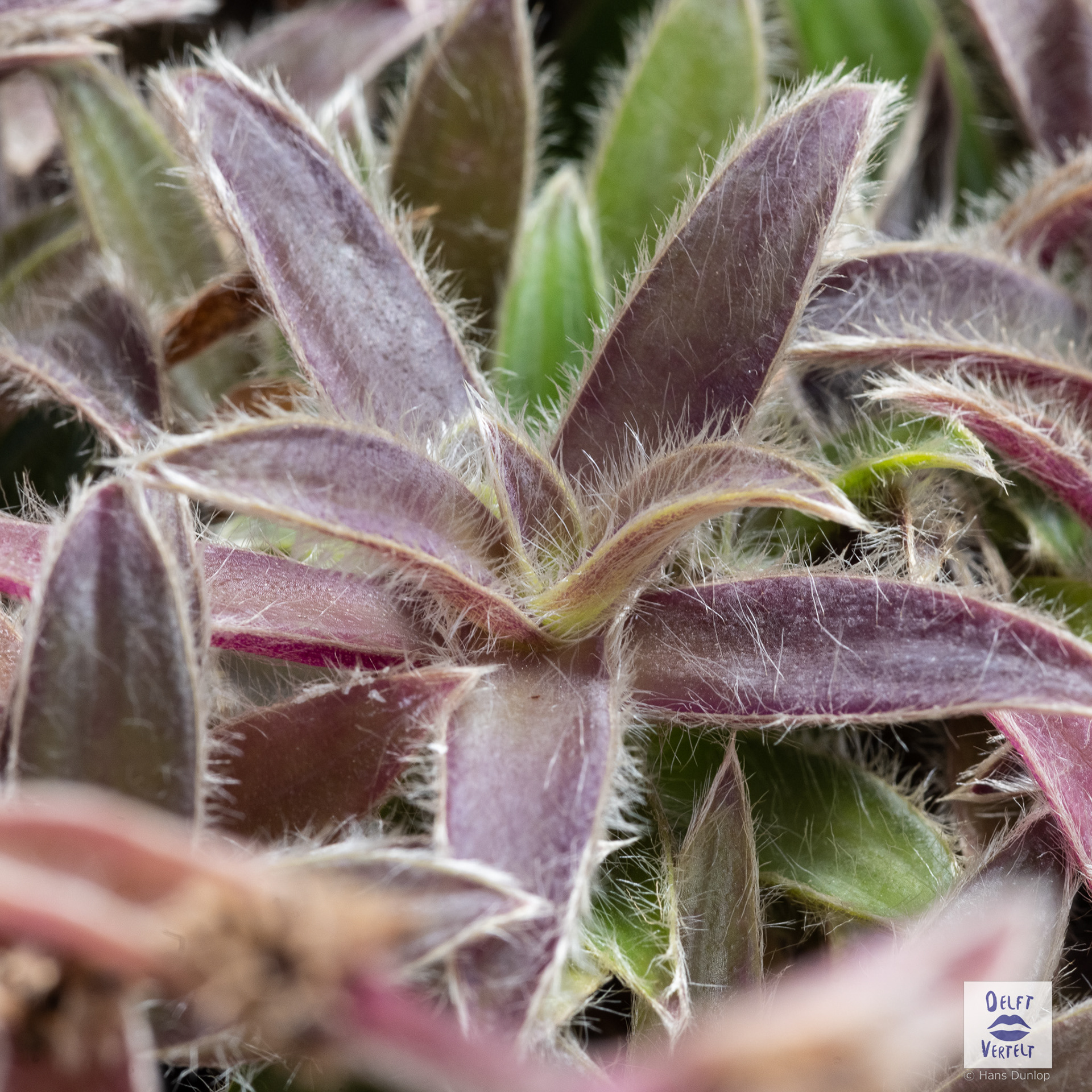 Cyanotis somaliensis