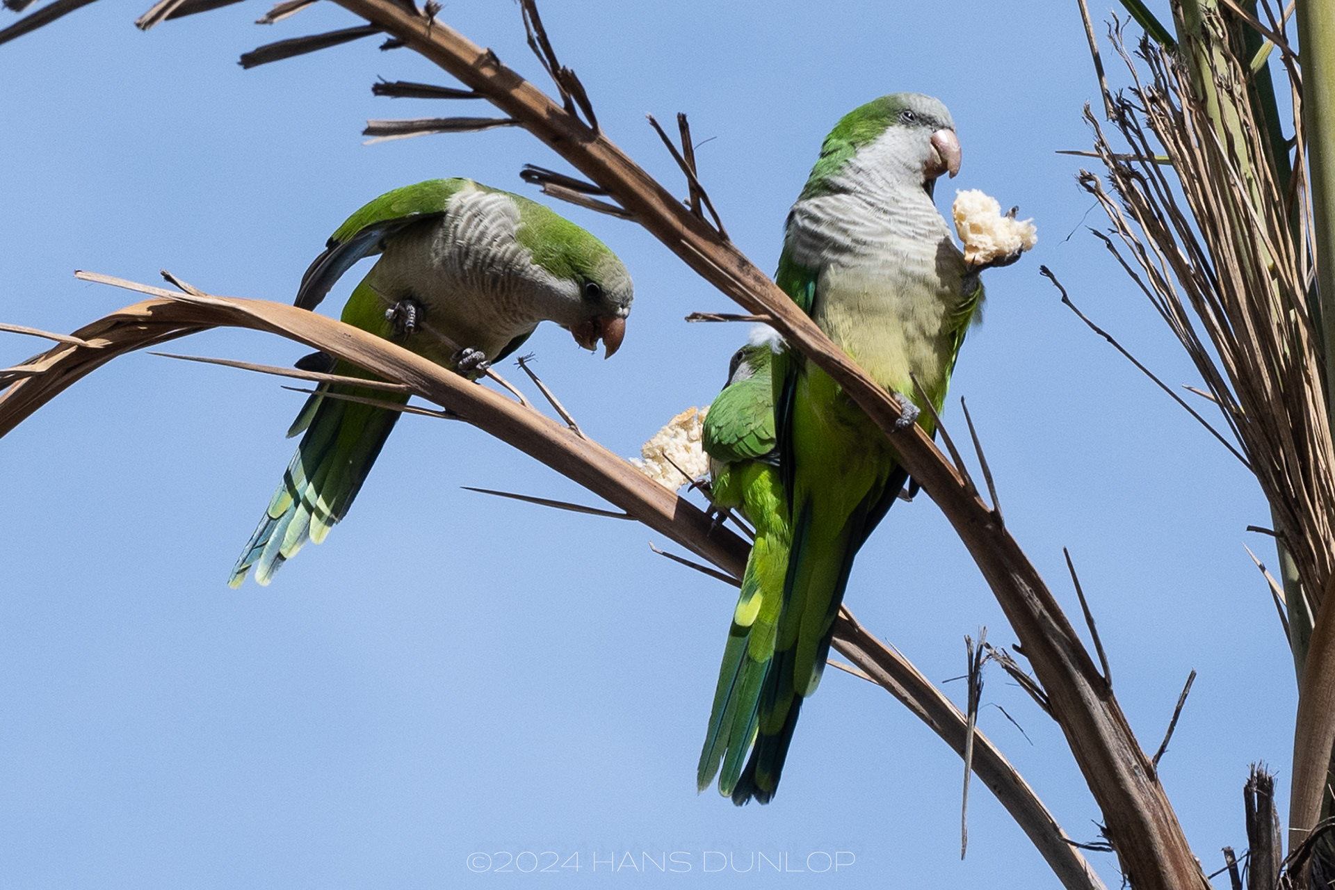 Parkieten langs de boulevard
