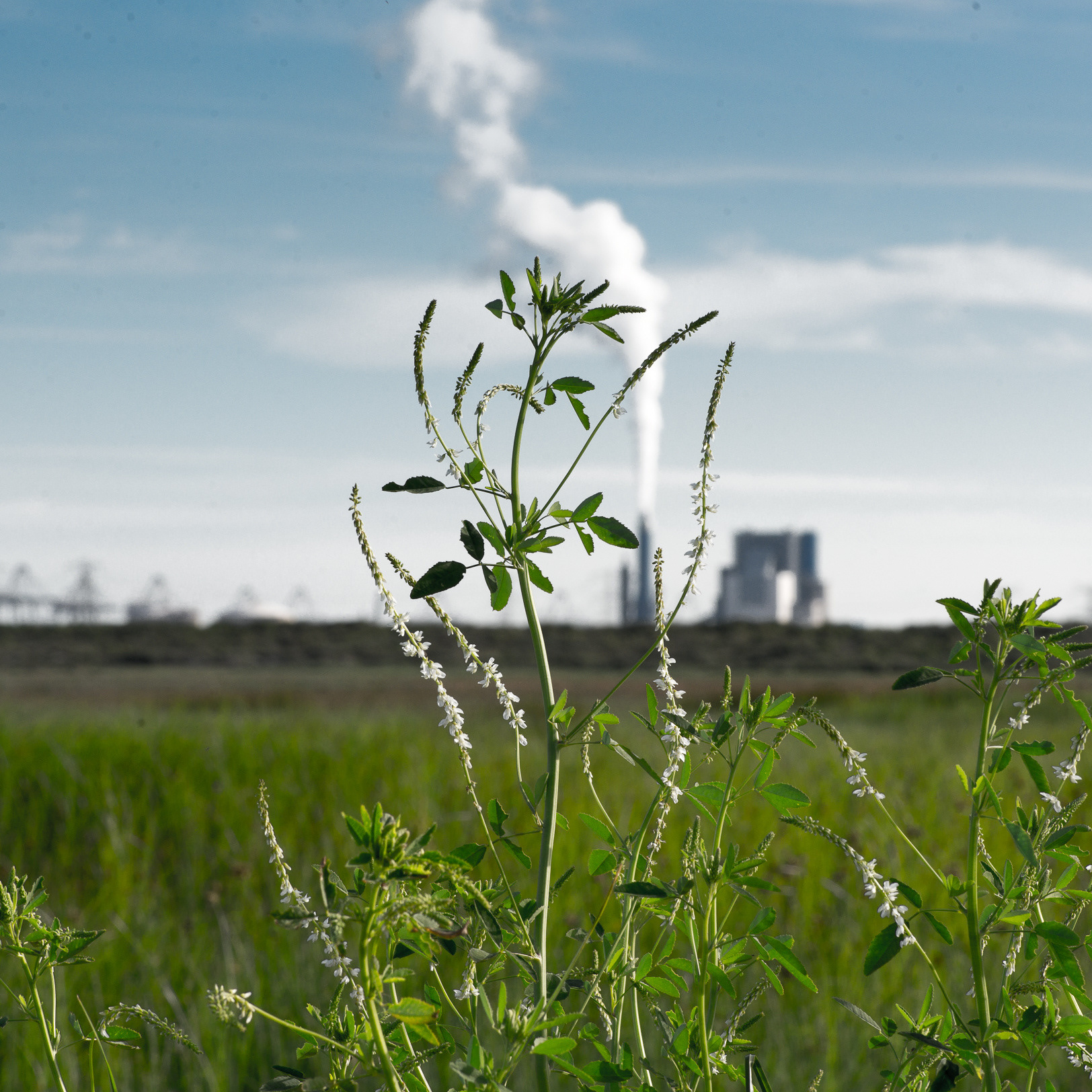 Maasvlakte