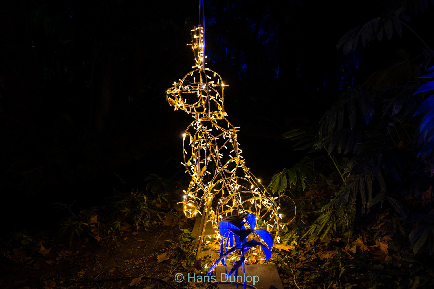 Christmas Garden: Jardin de la Conception