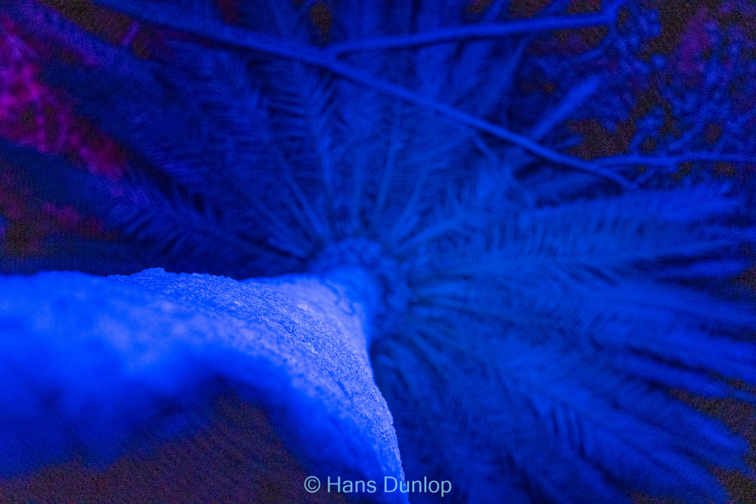 Christmas Garden: Jardin de la Conception