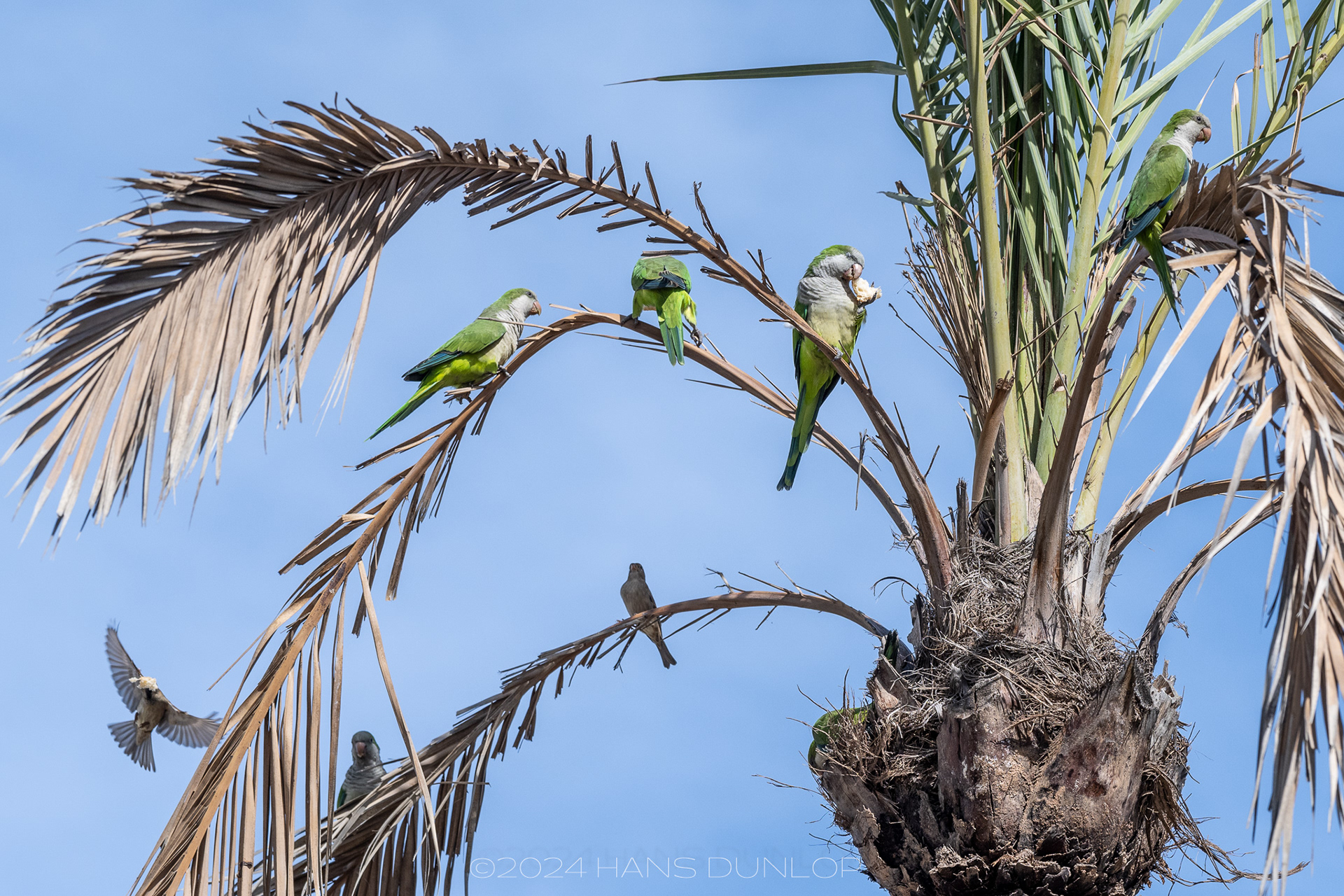 Parkieten langs de boulevard