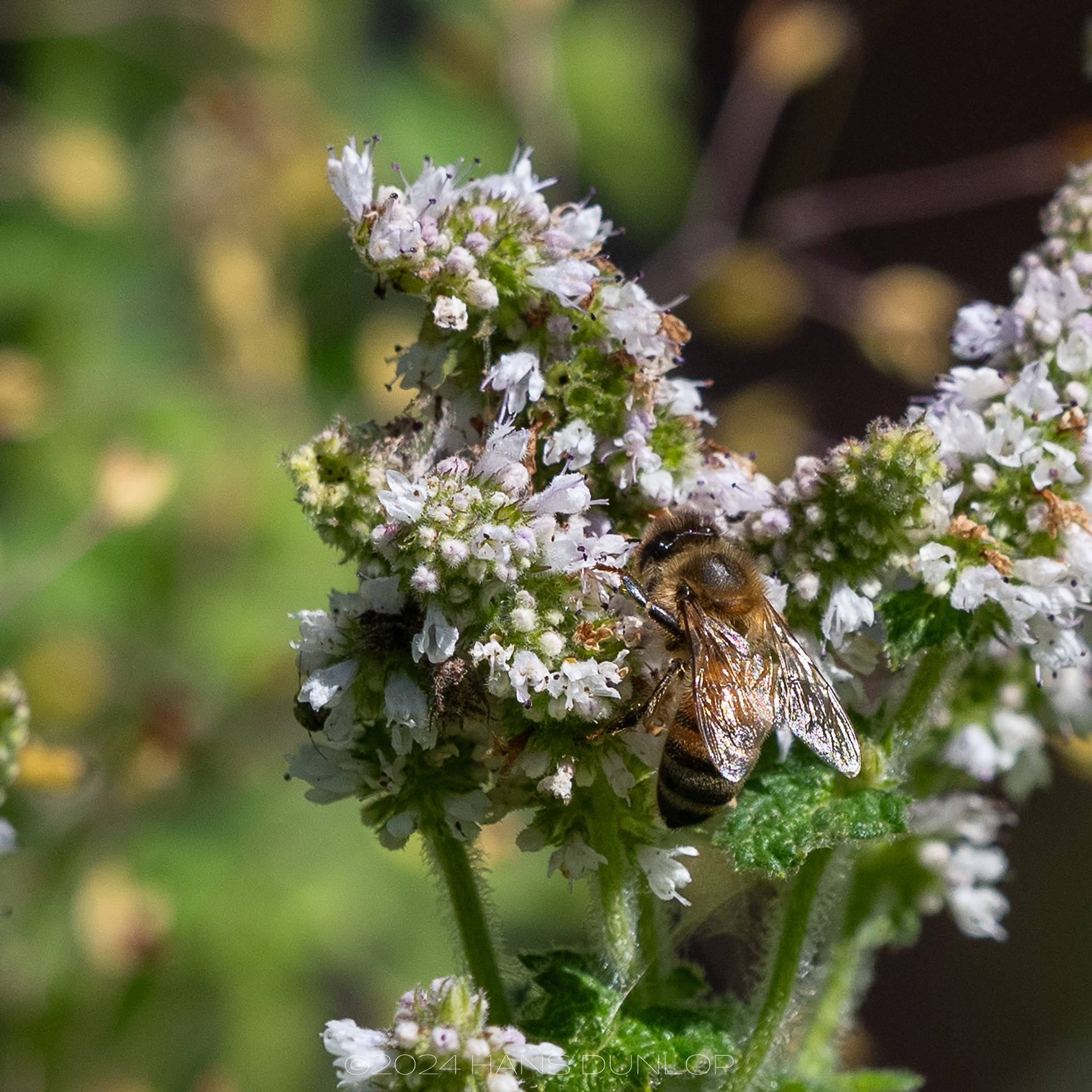 TU Botanische Tuin Delft - Honingbij