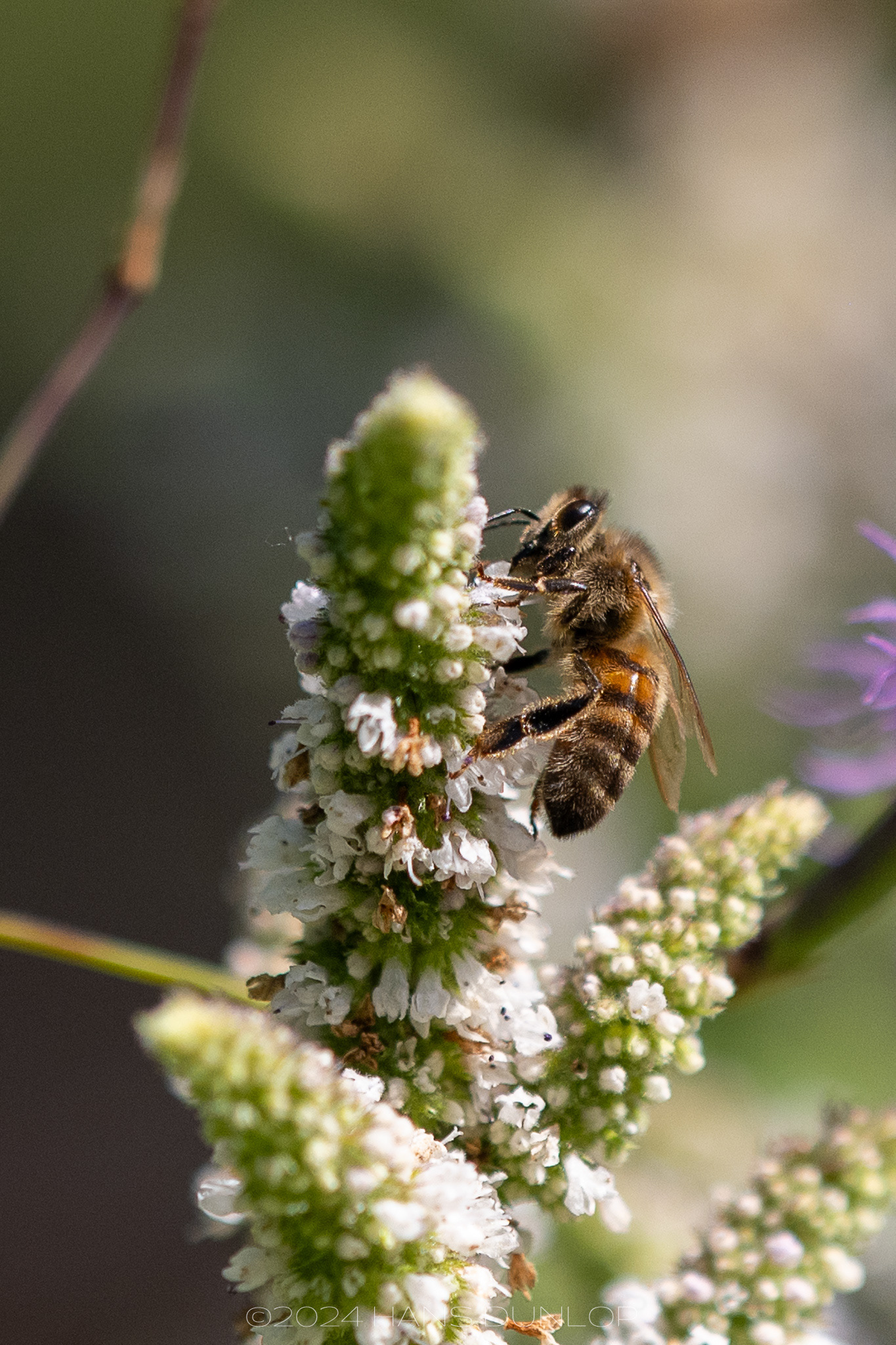 TU Botanische Tuin Delft - Honingbij