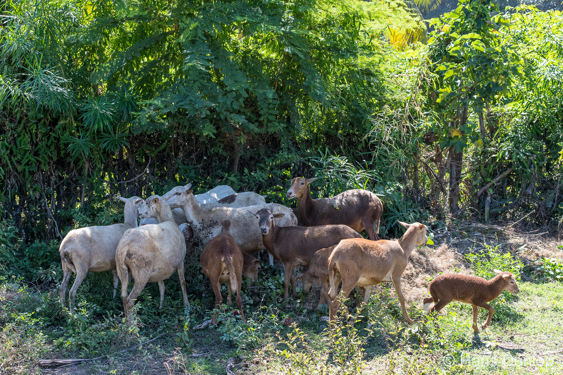 Goats have a lot of freedom