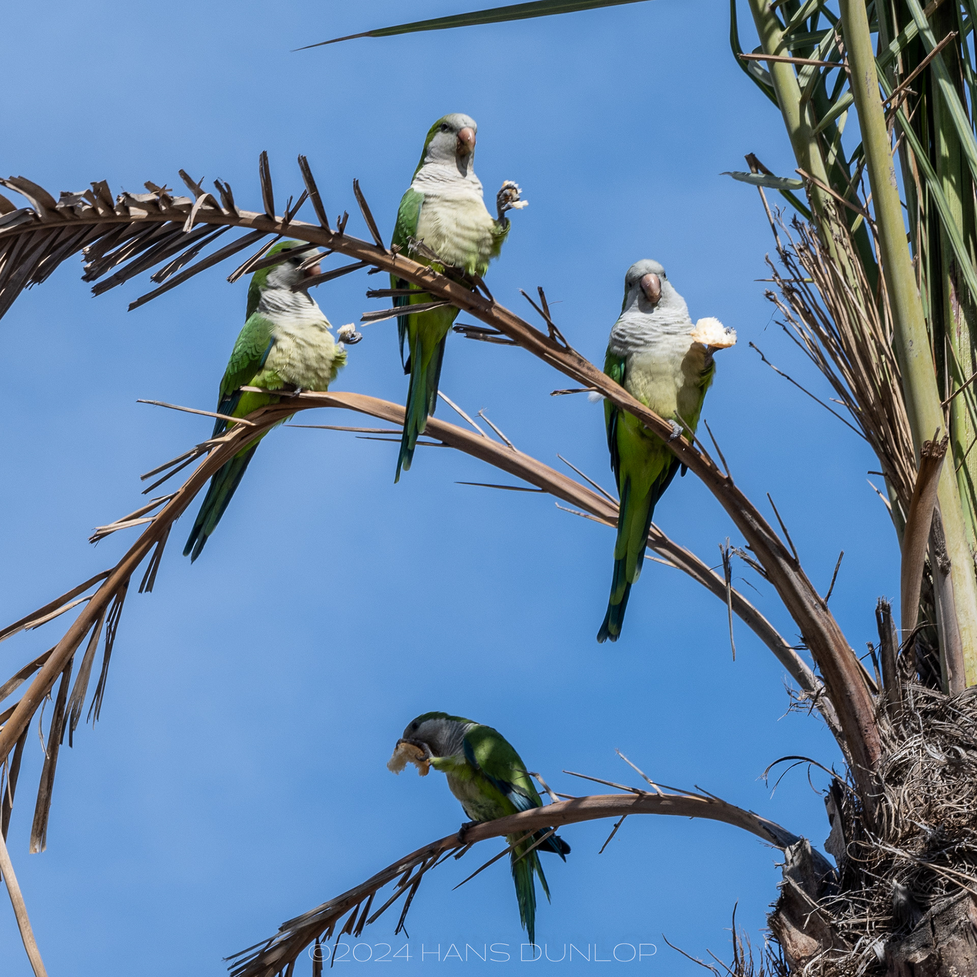 Parkieten langs de boulevard