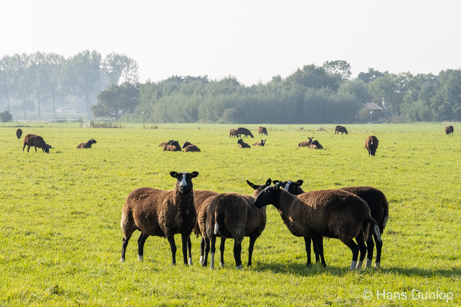 Voddijkpad, Schipluiden