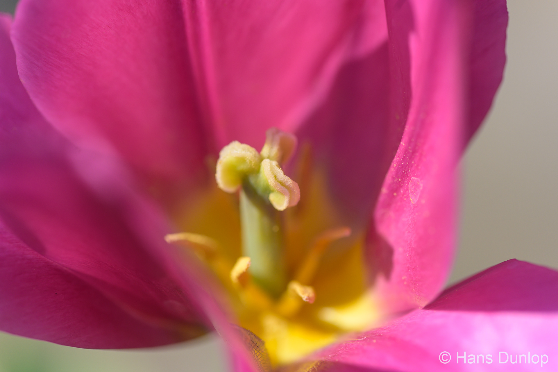 tulp