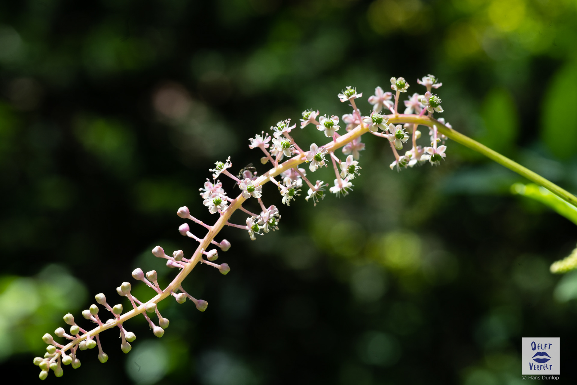 Phytolacca americana