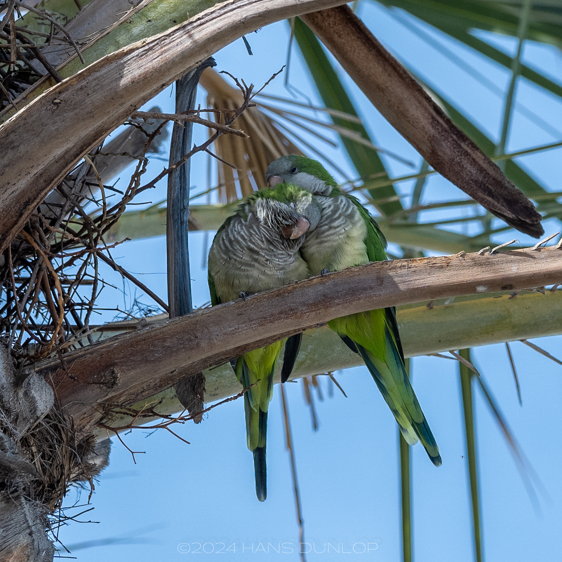 Parkieten langs de boulevard