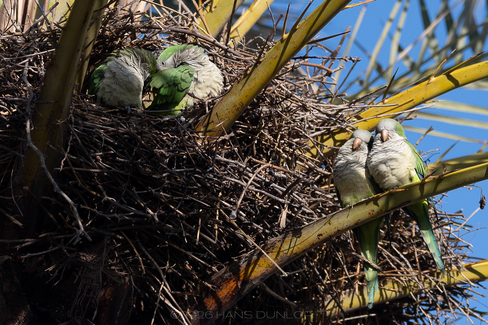 Parkieten, altijd leuk
