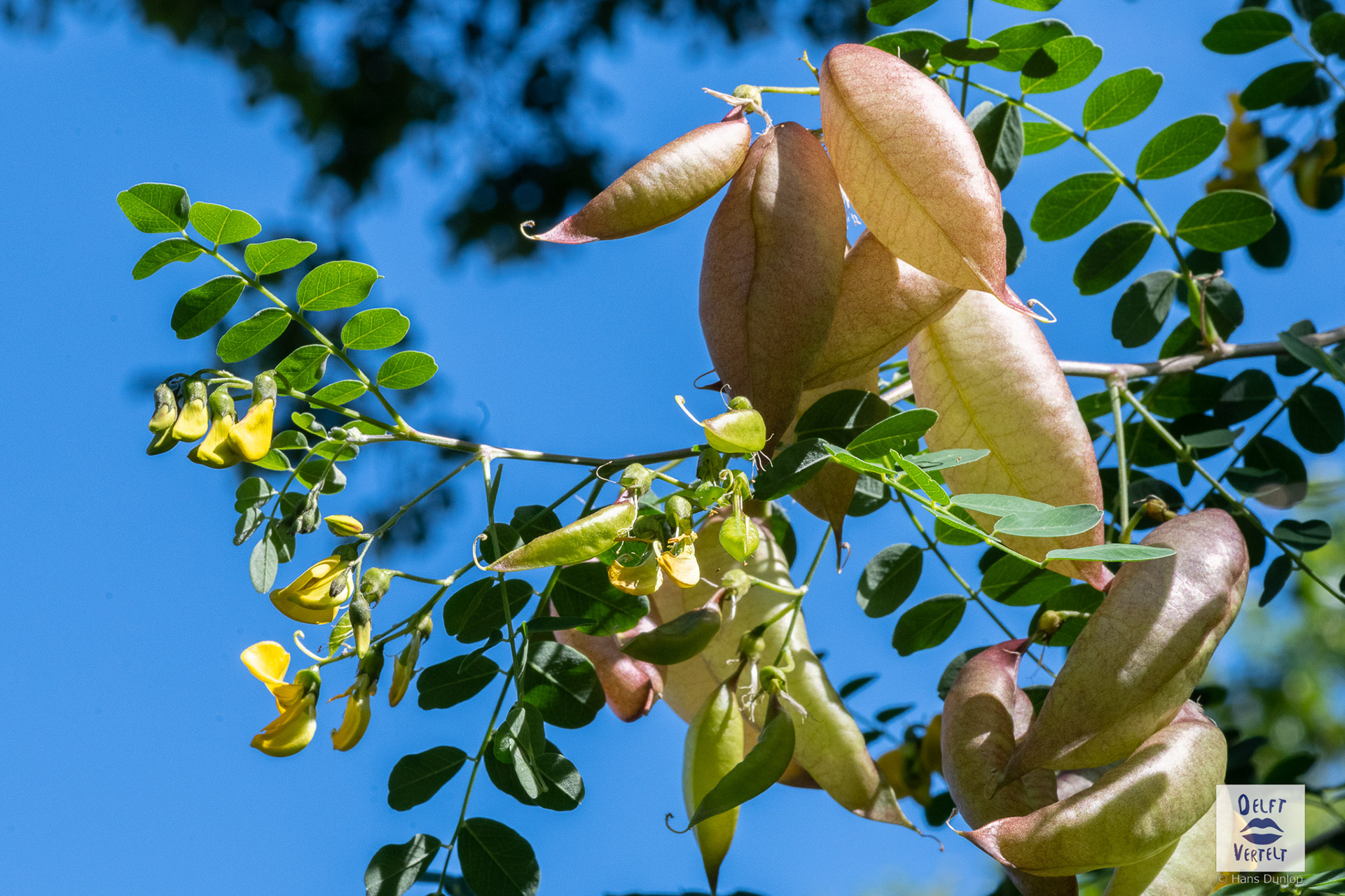 Europese blazenstruik