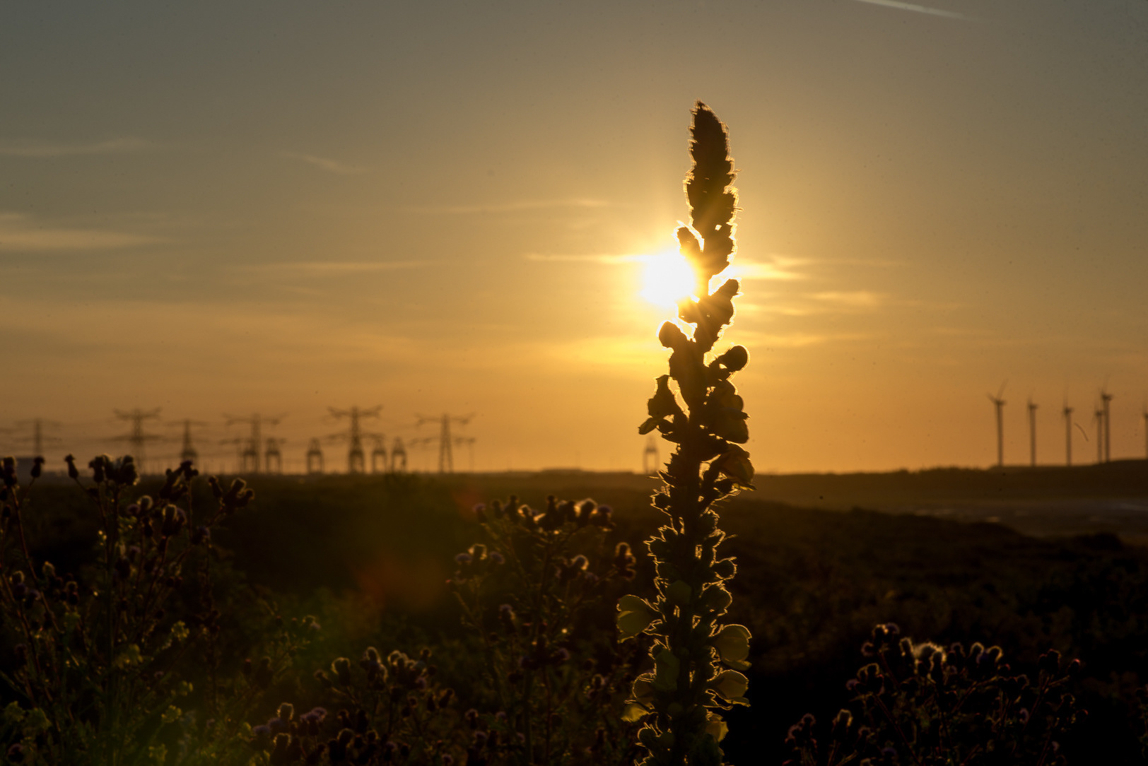 Maasvlakte