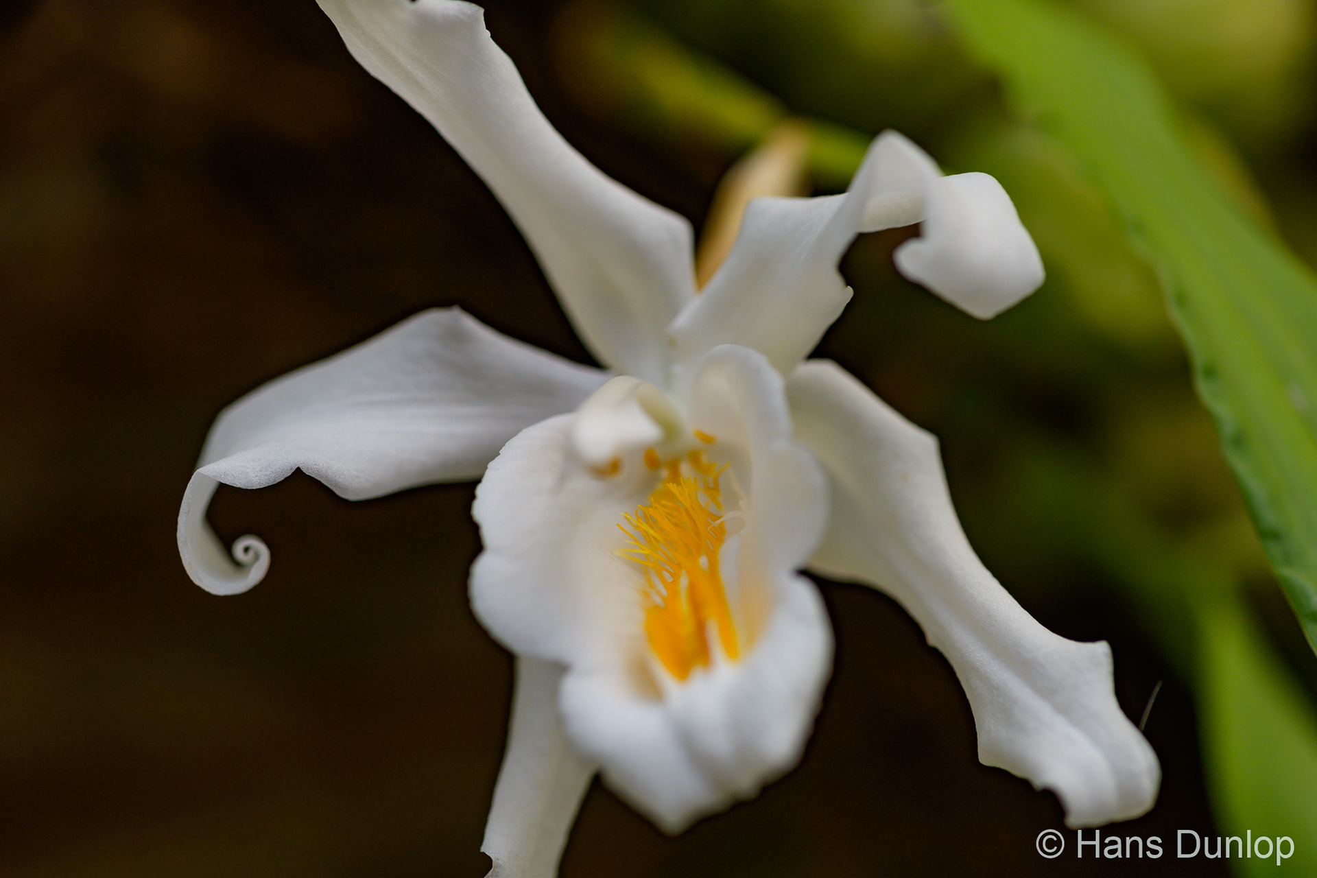 Orchidee