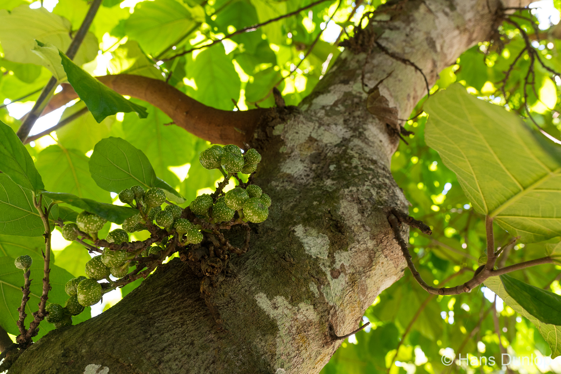Fig tree