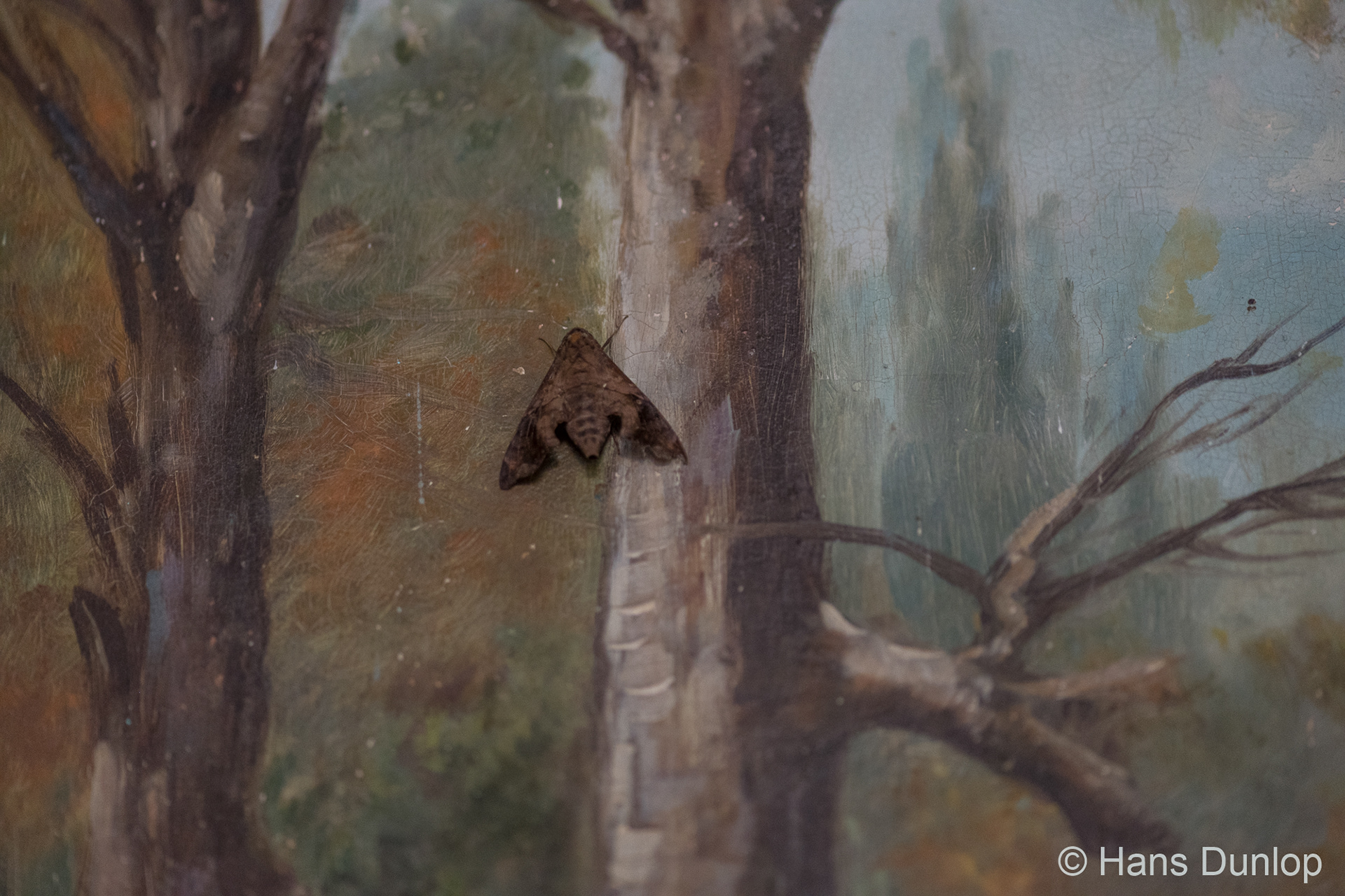 Casa del Caribe with 3D "live" art