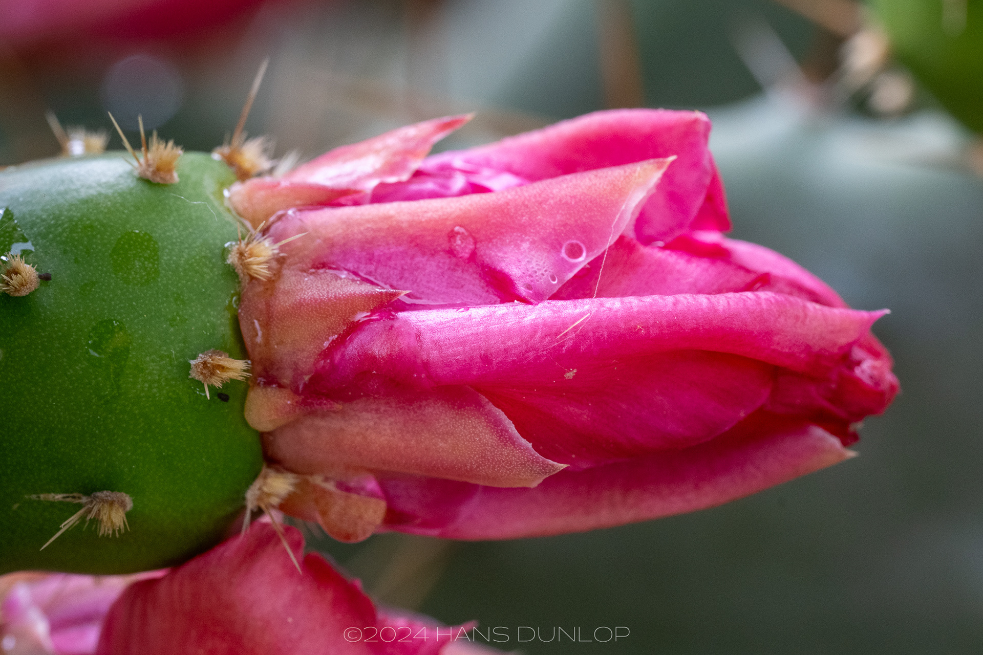 Opuntia elatior