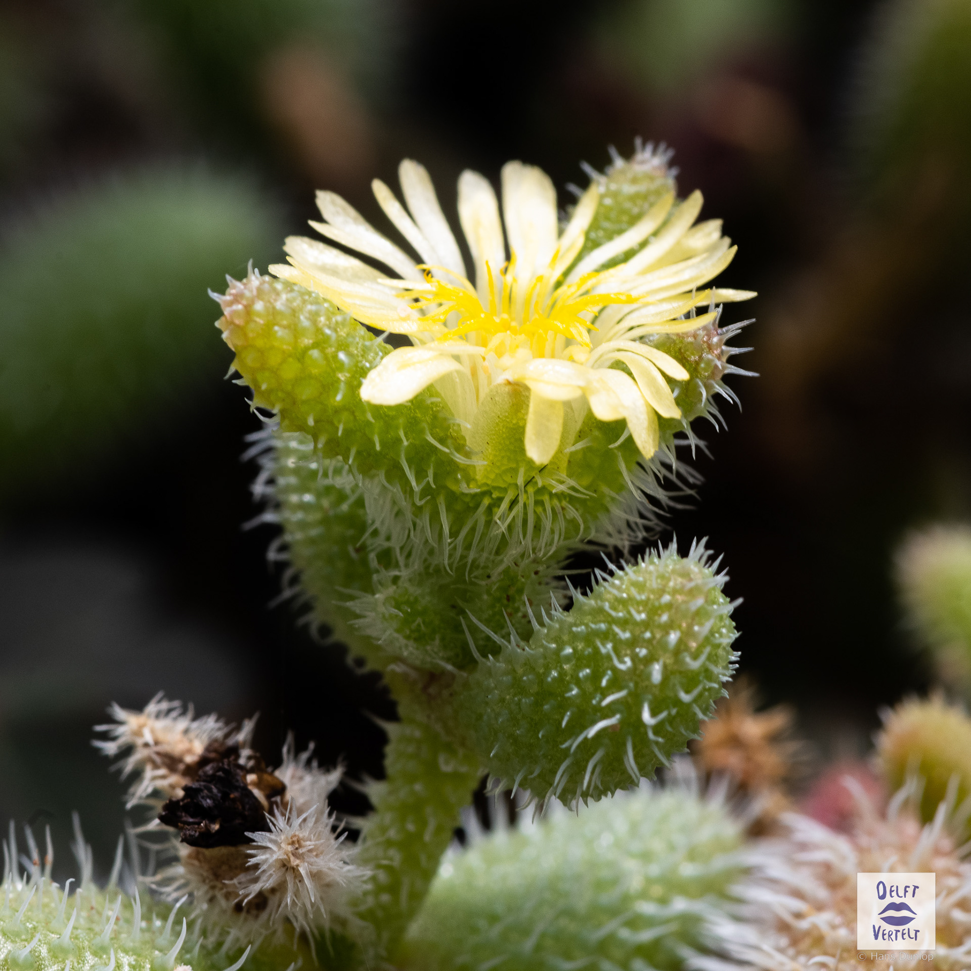 Delosperma echinatum