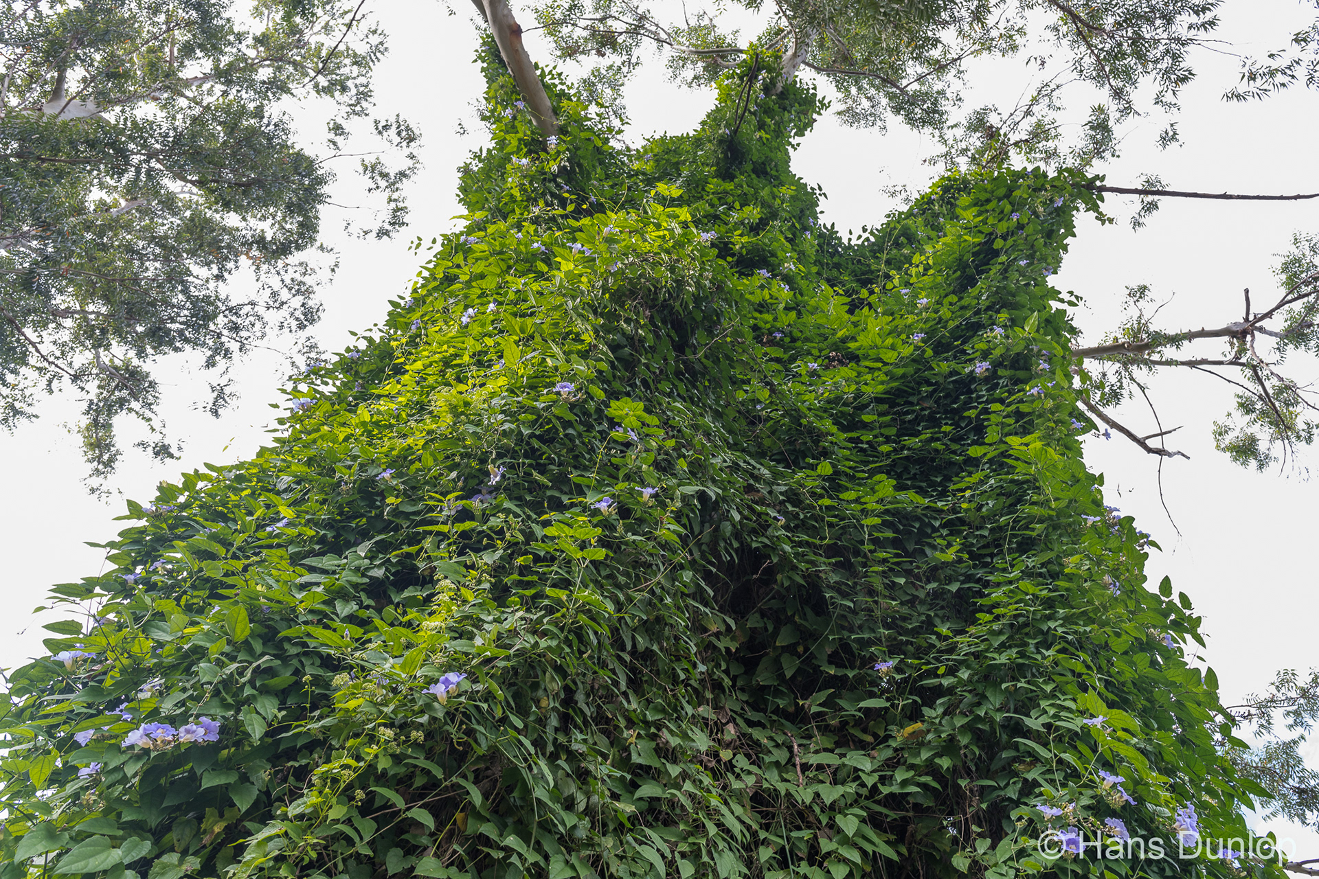 Topes de Collantes, Cuba