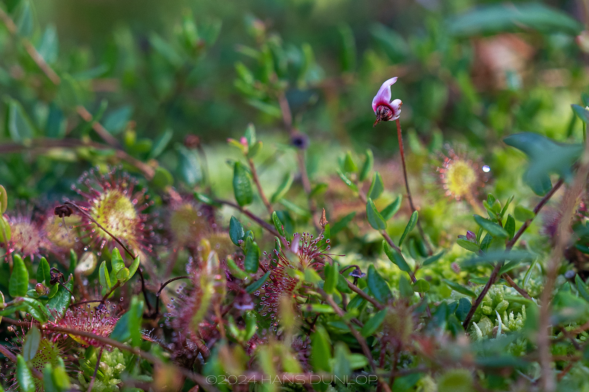 TU Botanische Tuin Delft - Veenbes & Zonnedauw