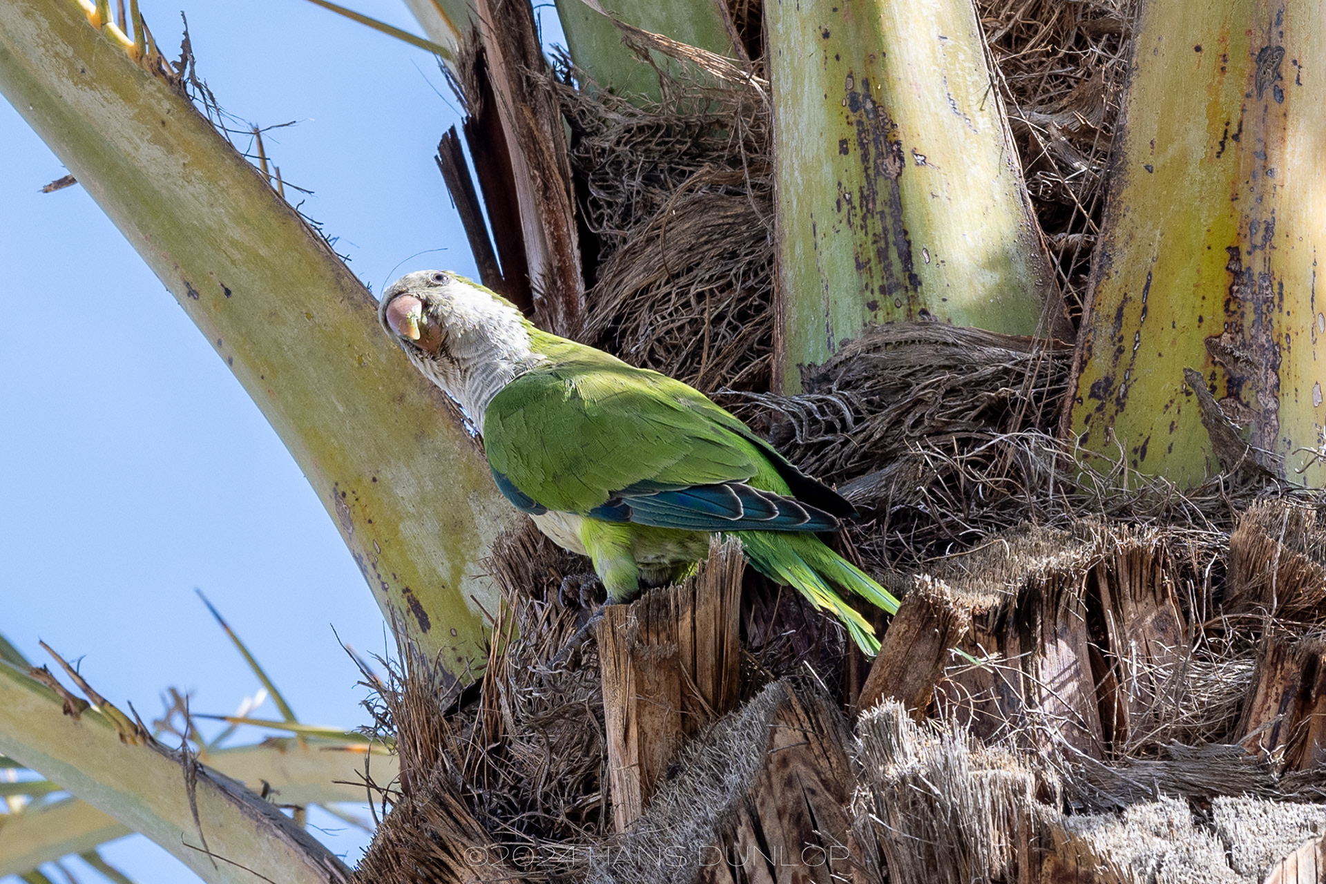 Parkieten langs de boulevard