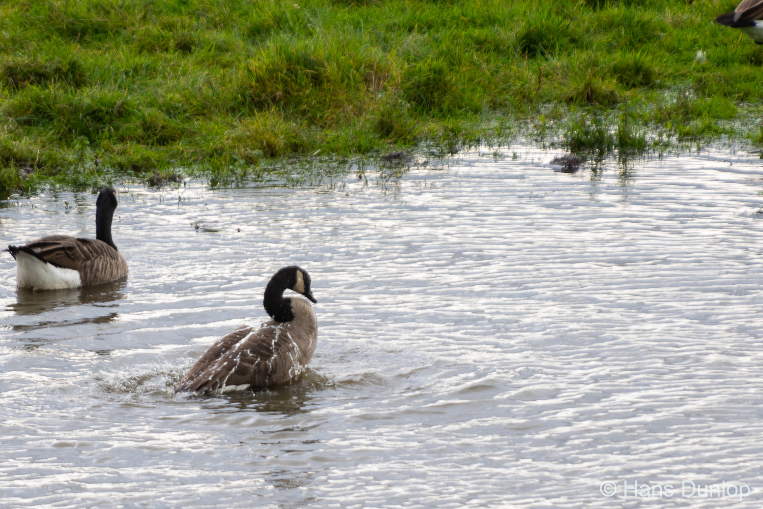 Ackerdijkse Plassen