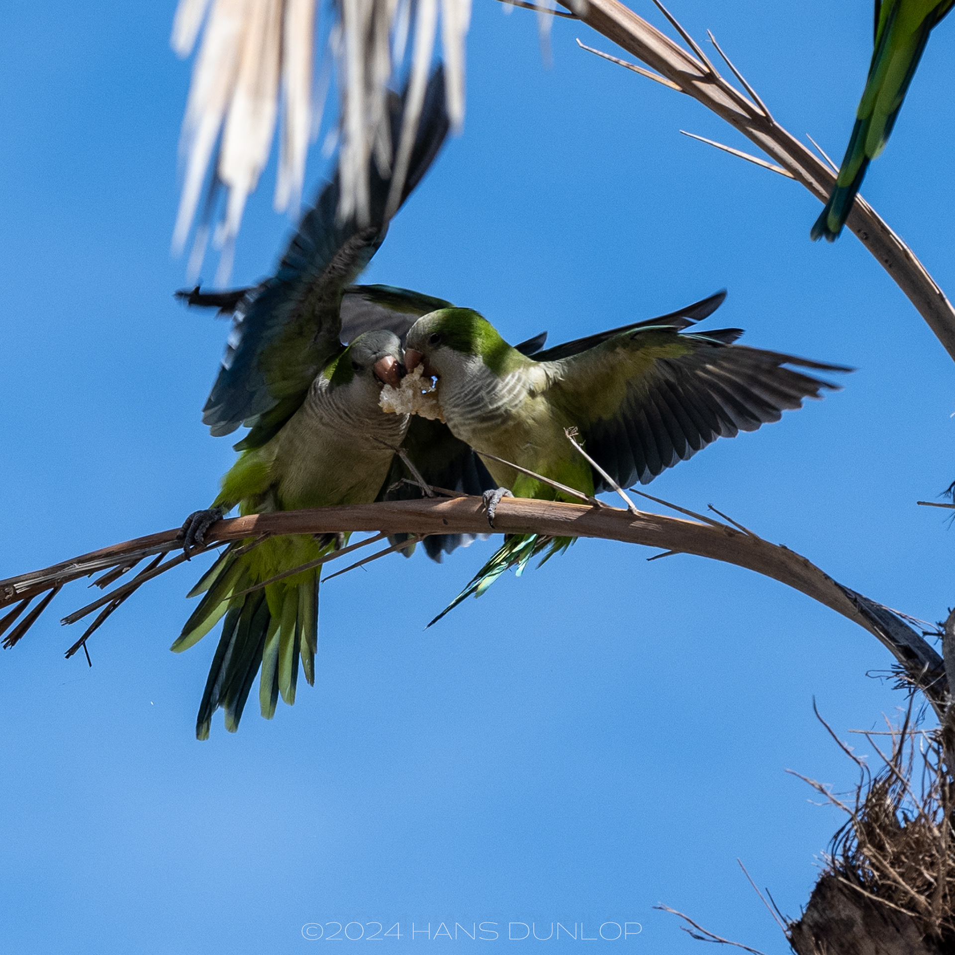 Parkieten langs de boulevard