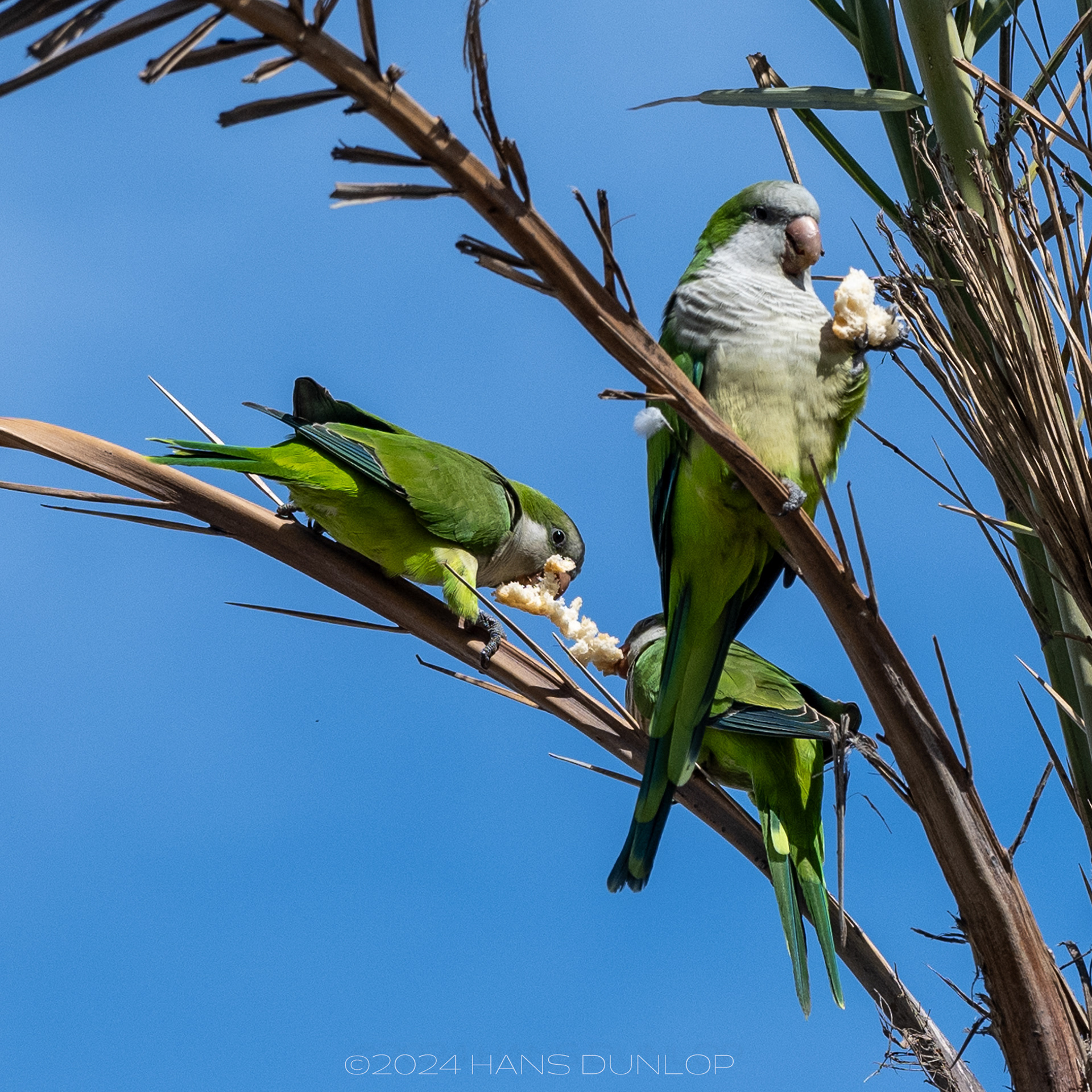 Parkieten langs de boulevard