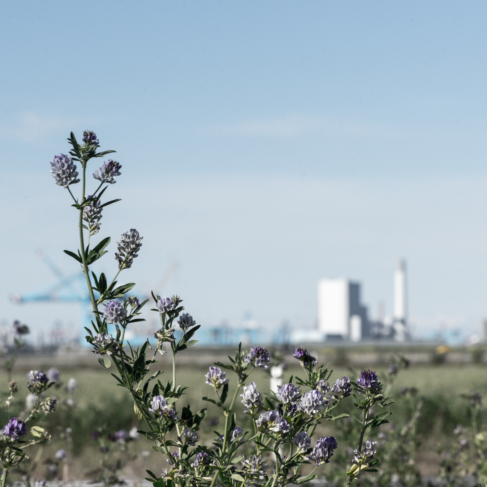 Maasvlakte