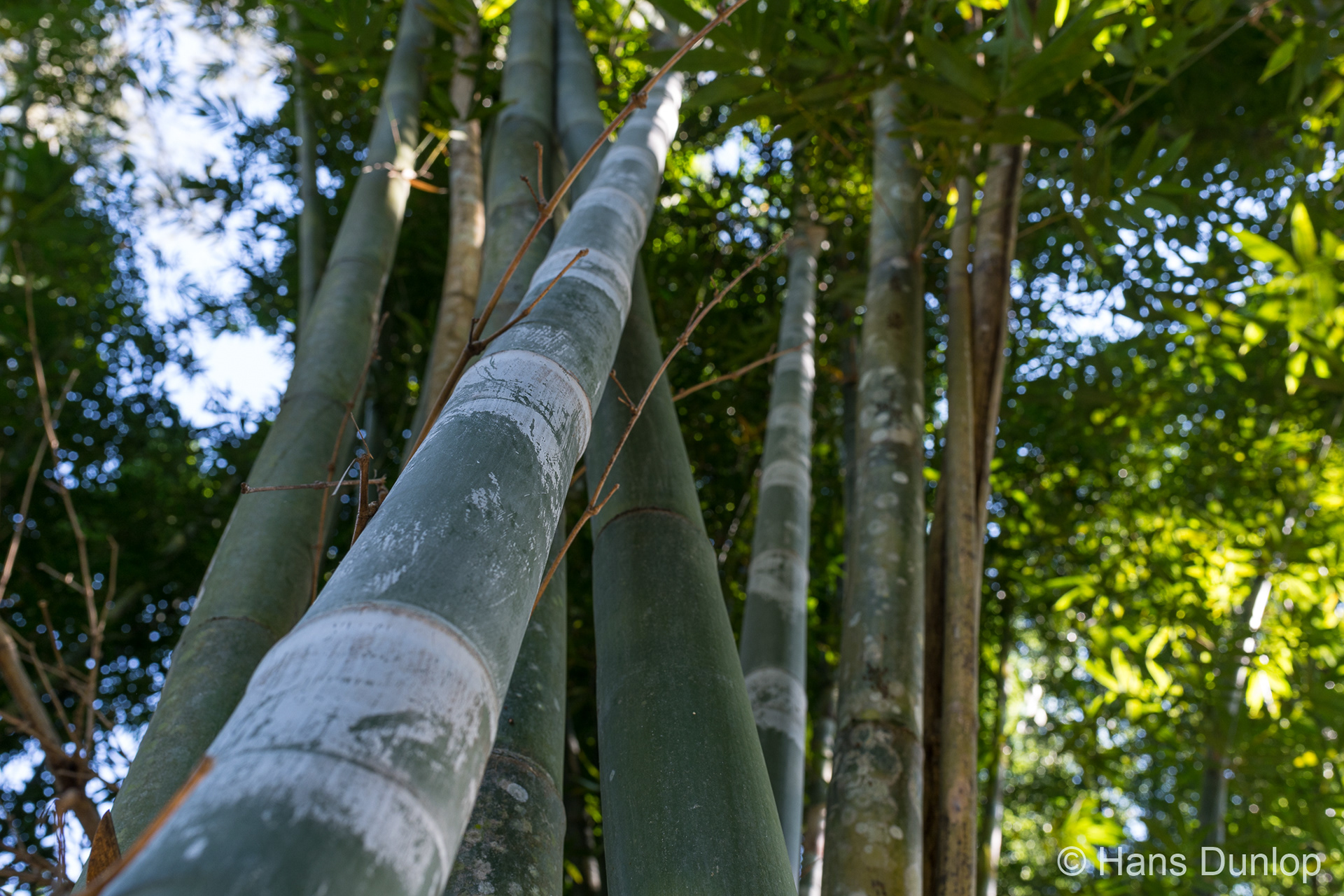 This bamboo is only 20 days old