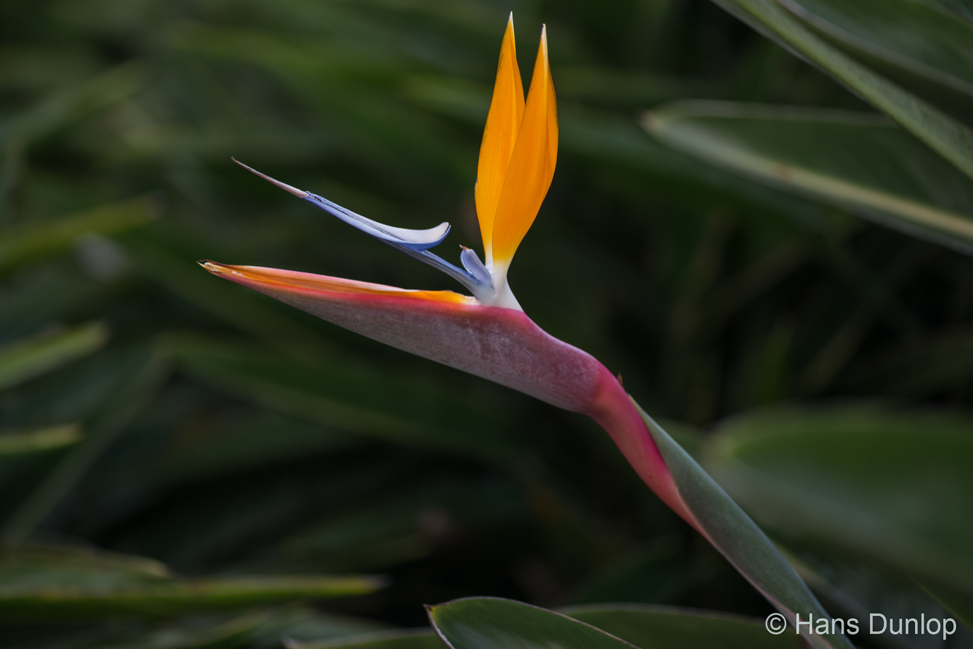 Bird of paradise flower
