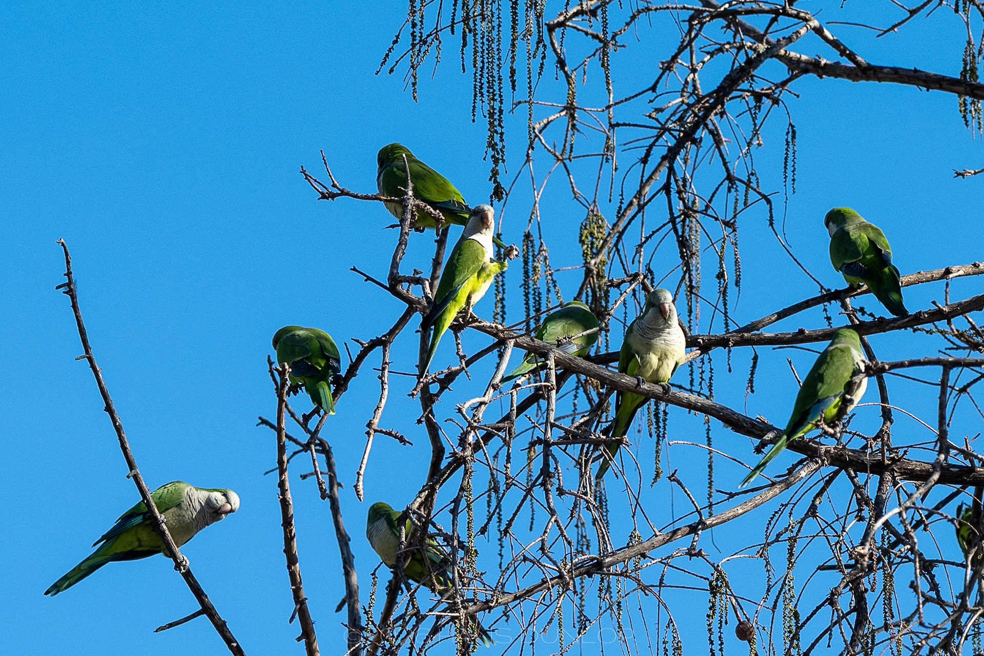 Parkieten, altijd leuk