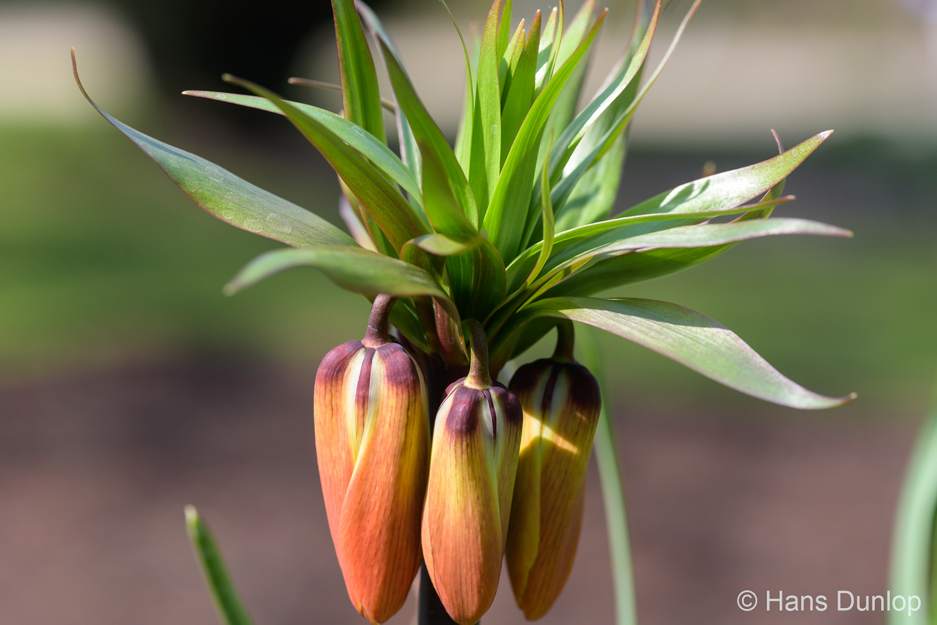 Fritillaria imperialis (Keizerskroon)