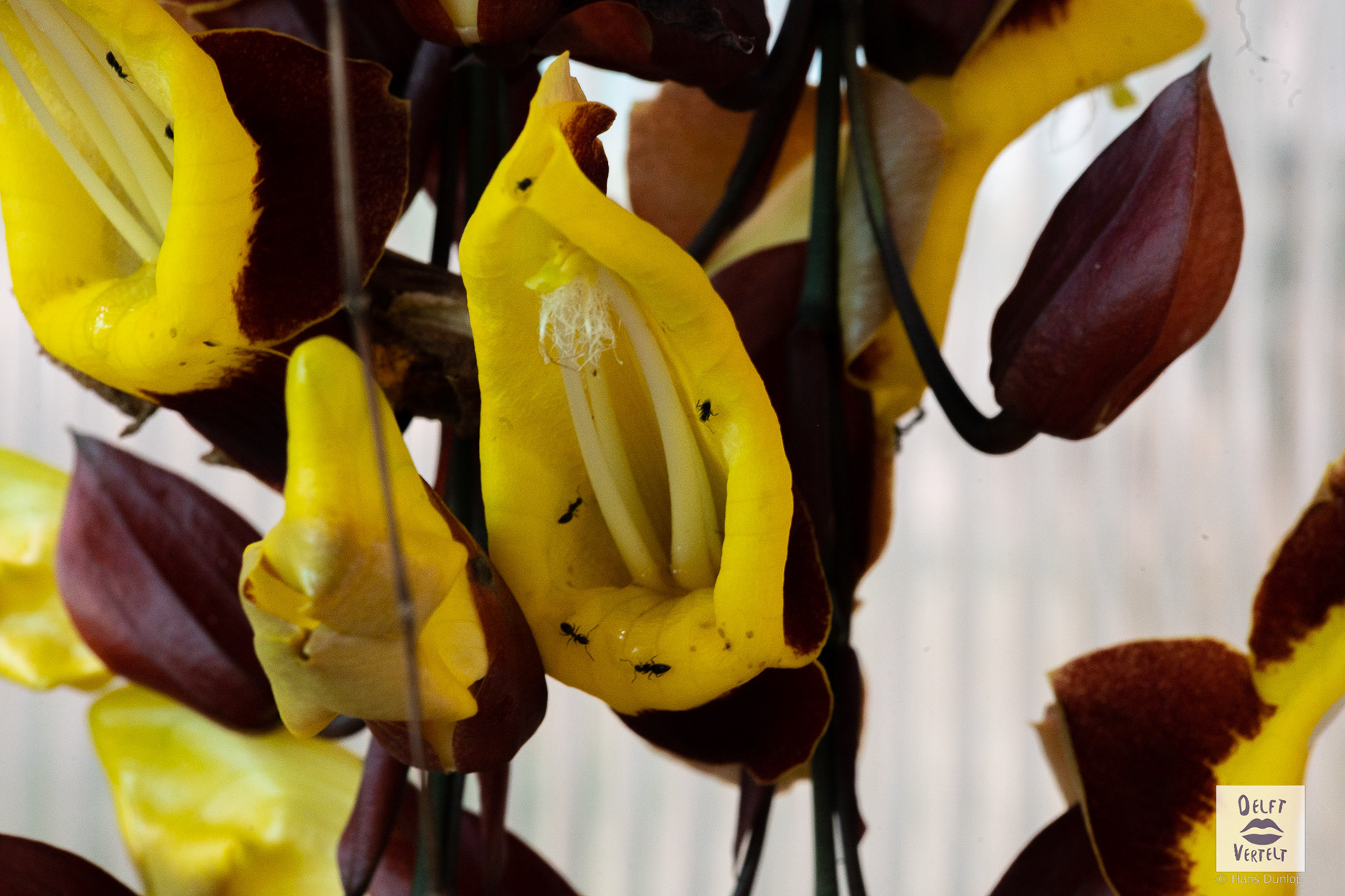 the Mysore trumpetvine