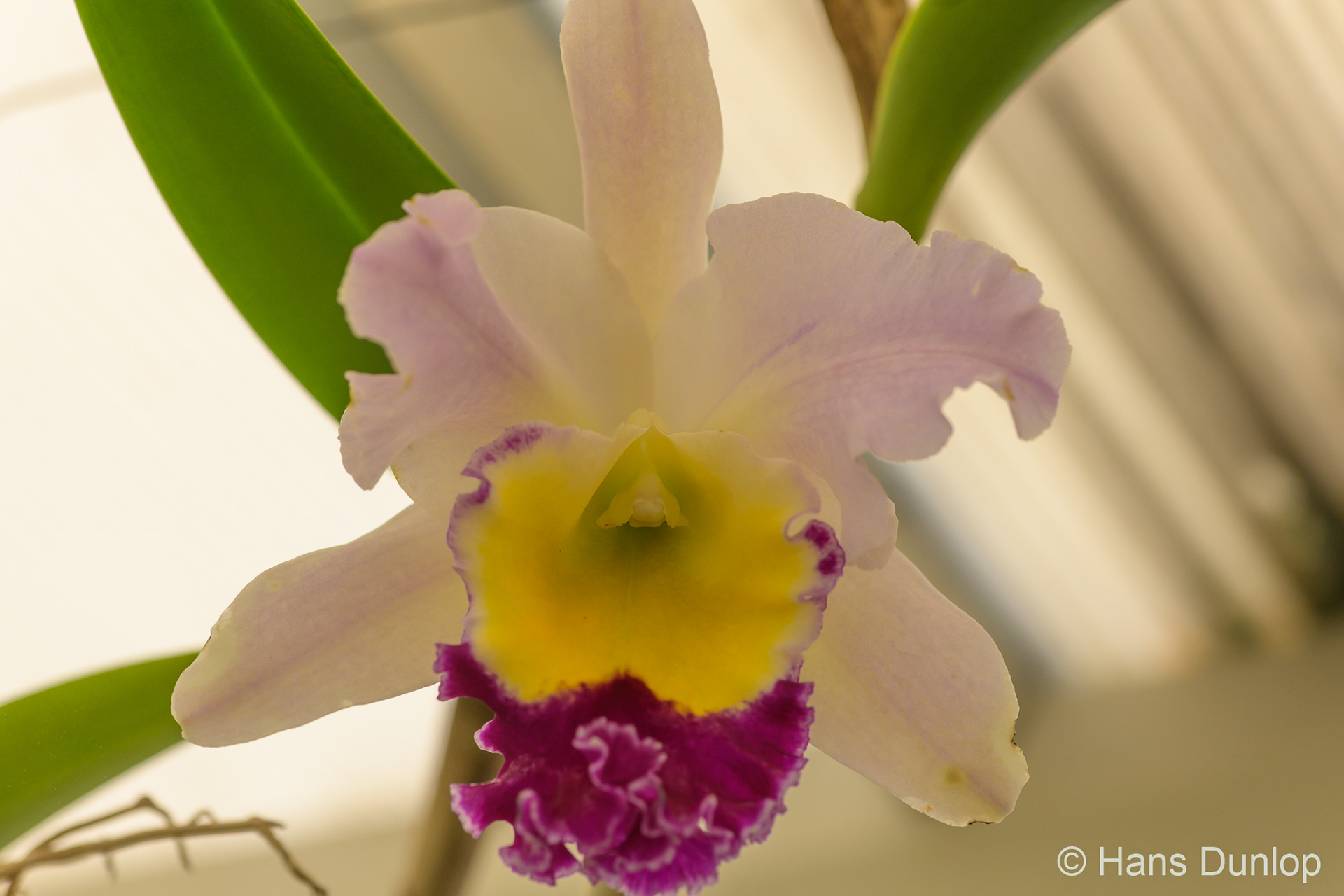 Burana Beauty (Orchidee)