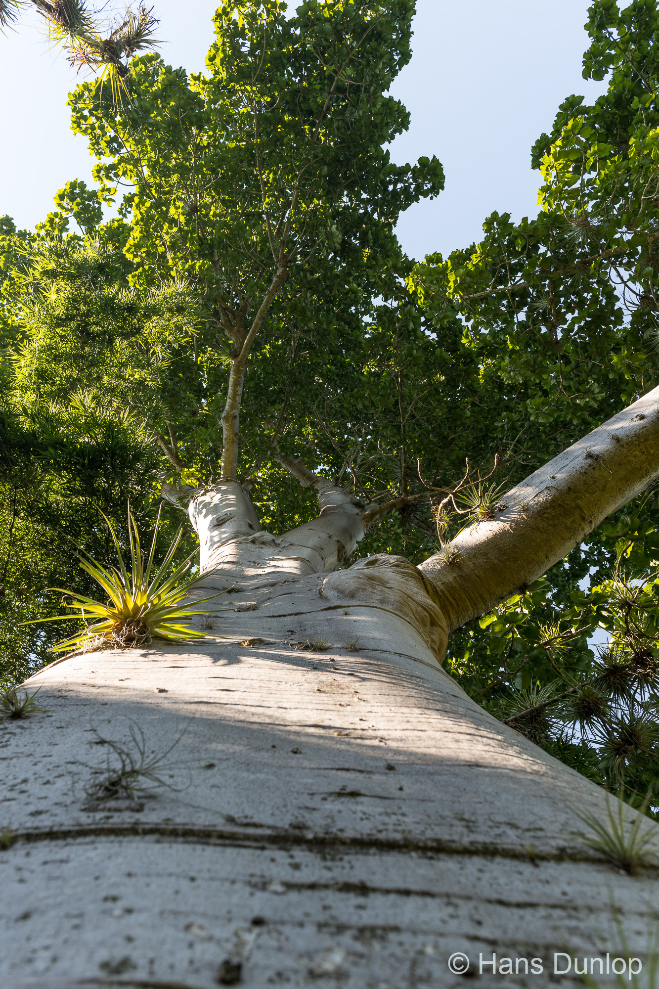 Jardin_Botanico Cienfuegos, Cuba