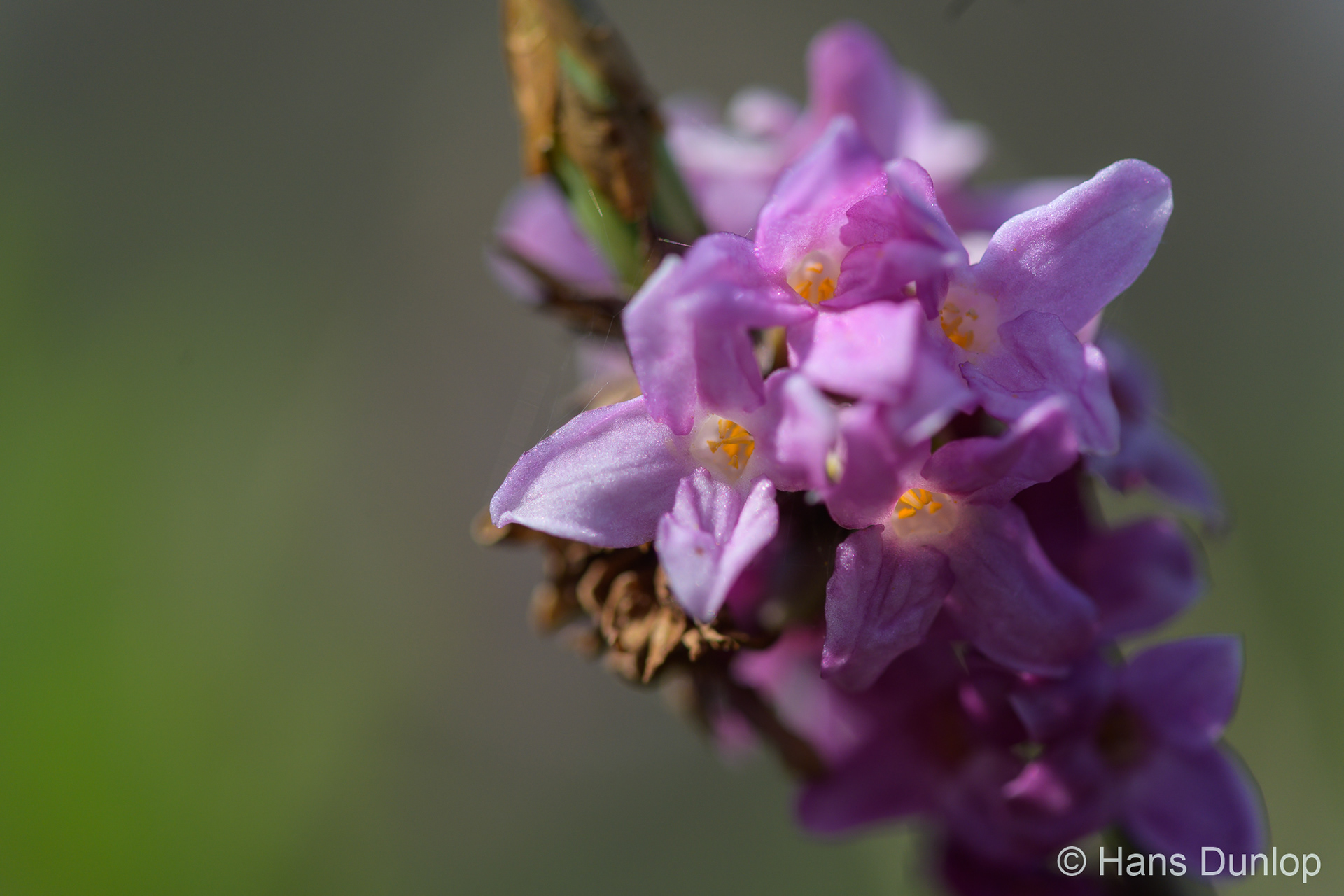 Daphne mezereum (Rood Peperbloempje)