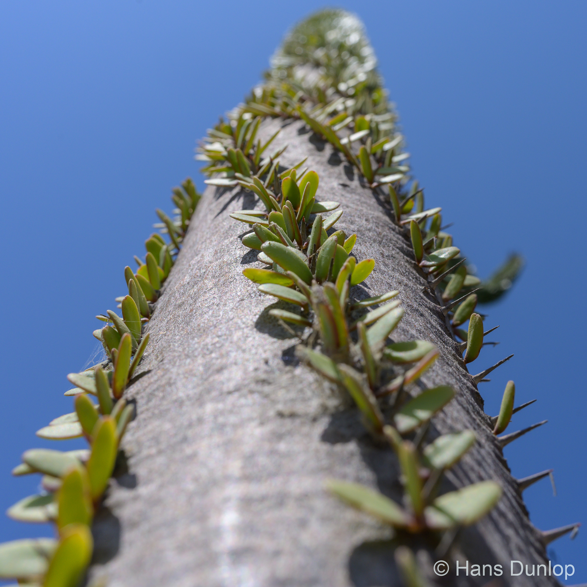 Parque Paloma, Benalmadena