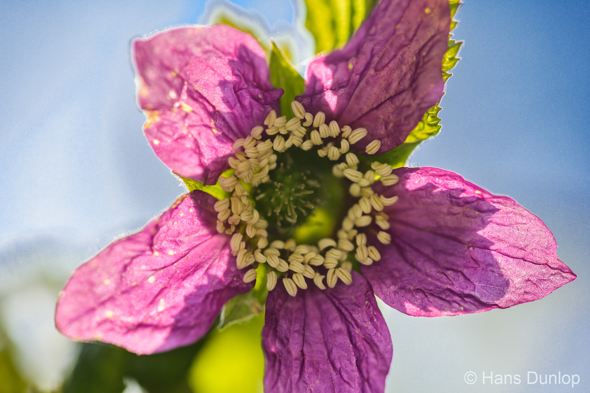 Prachtframboos (Rozenfamilie Rubus spectabilis)