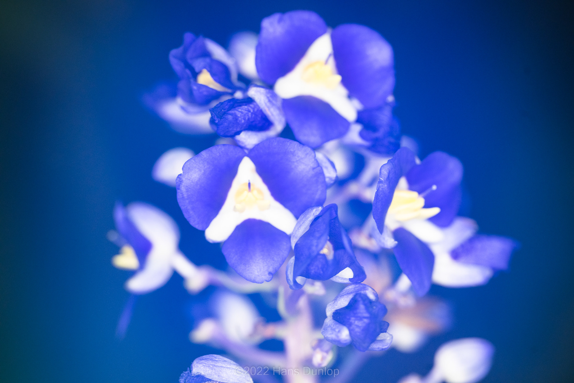 Dichorisandra thyrsiflora